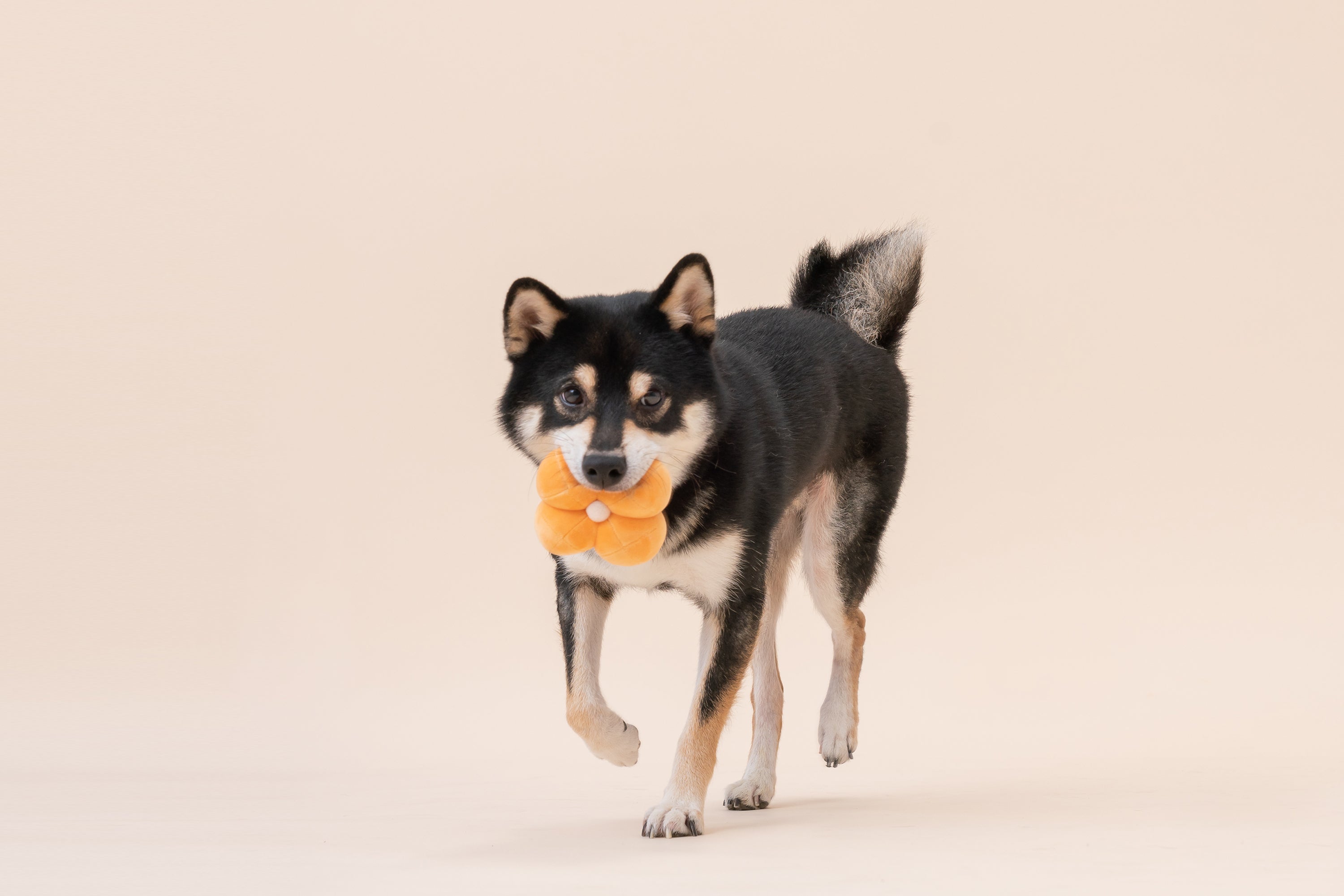 Paradise Pet Toy - Erysimum