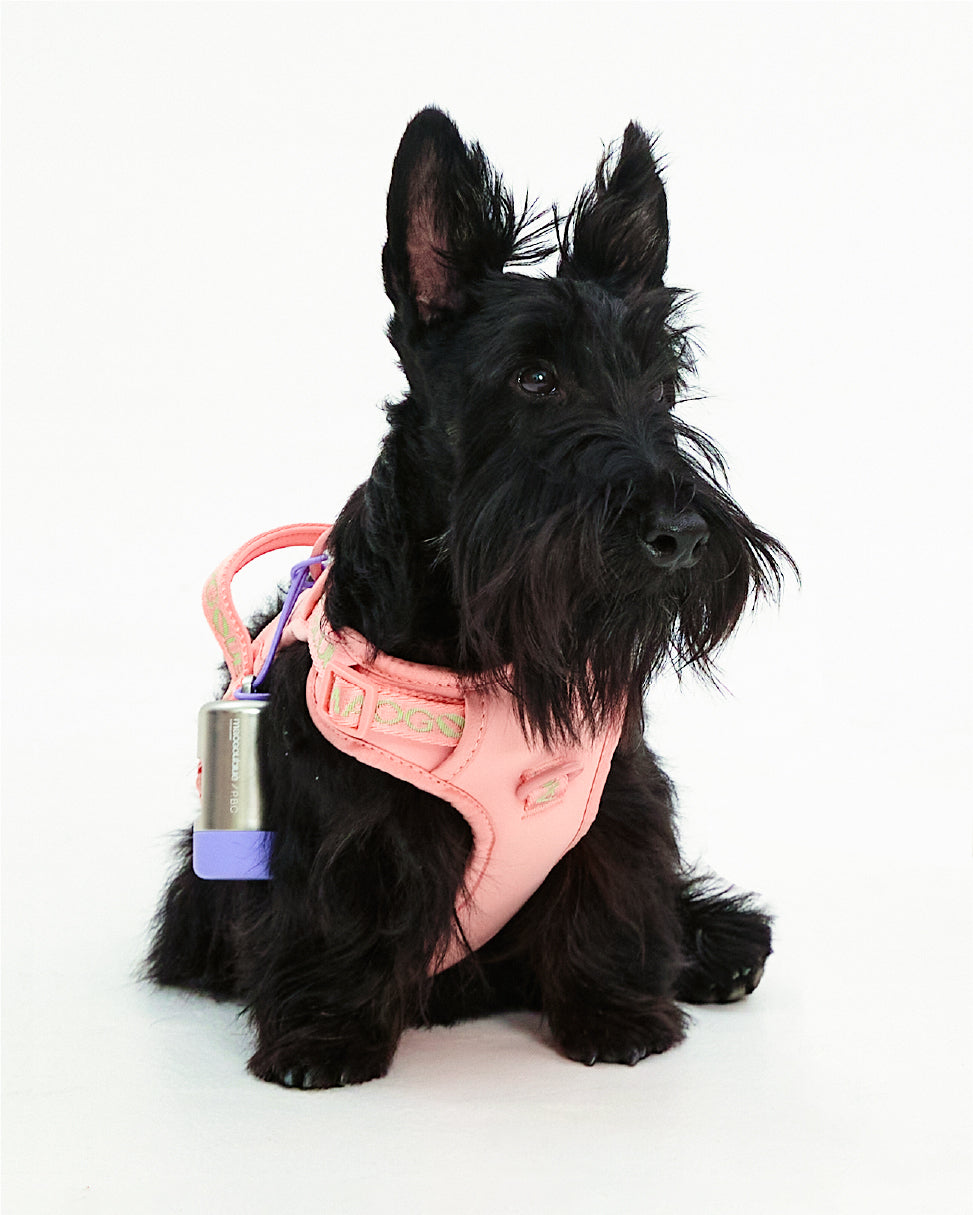 Central Park Dog Harness