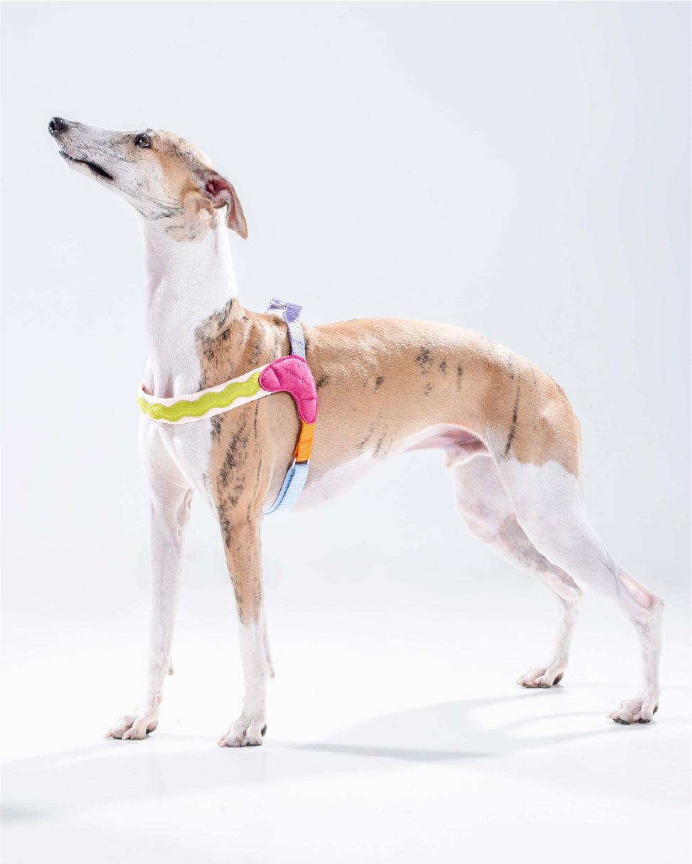 Island V Shaped Dog Harness