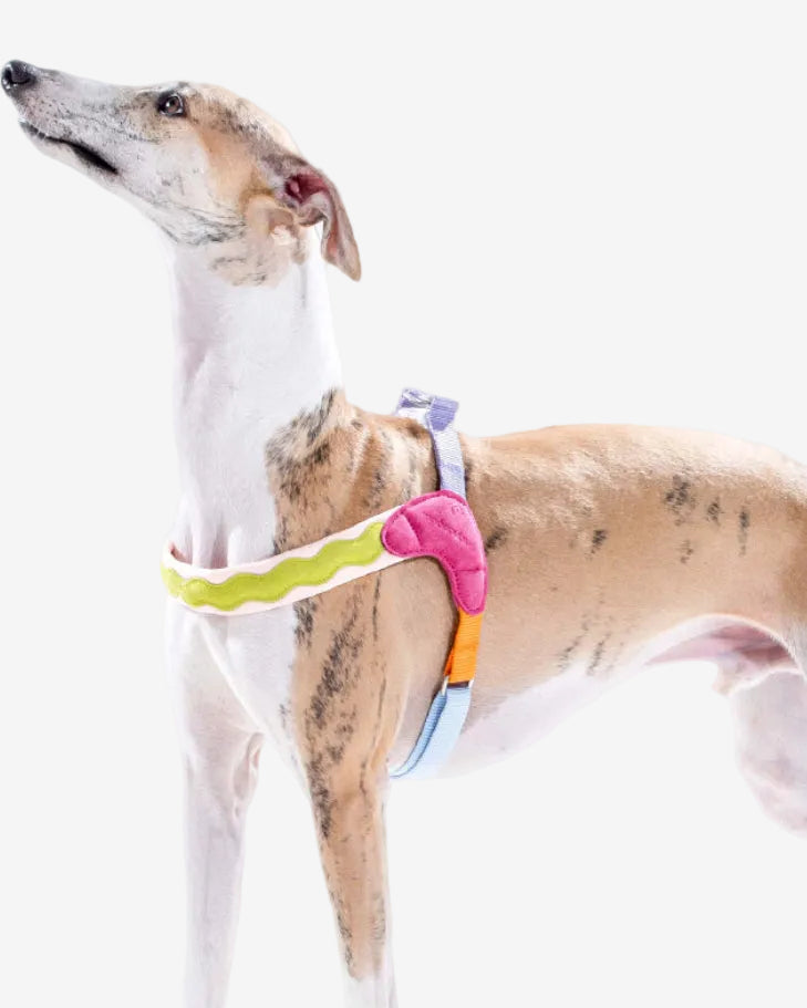 Island V-Shaped Dog Harness