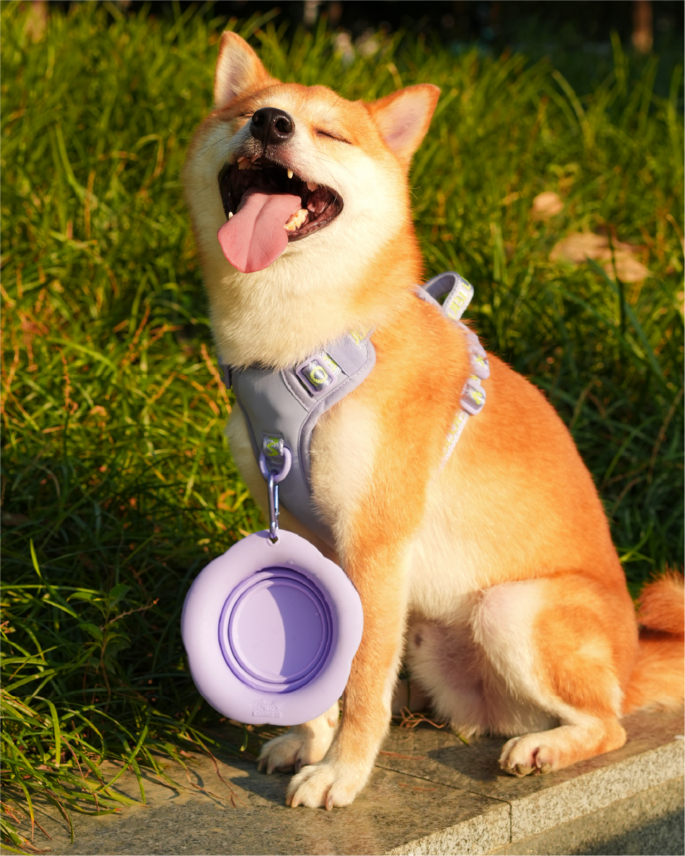 Marshmallow Collapsible Pet Bowl