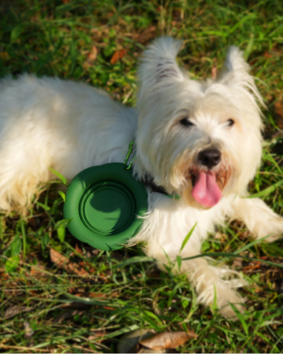 Marshmallow Collapsible Pet Bowl