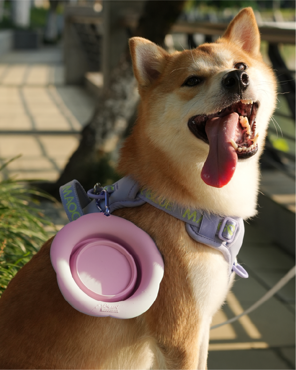 GLUG Collapsible Pet Bowl