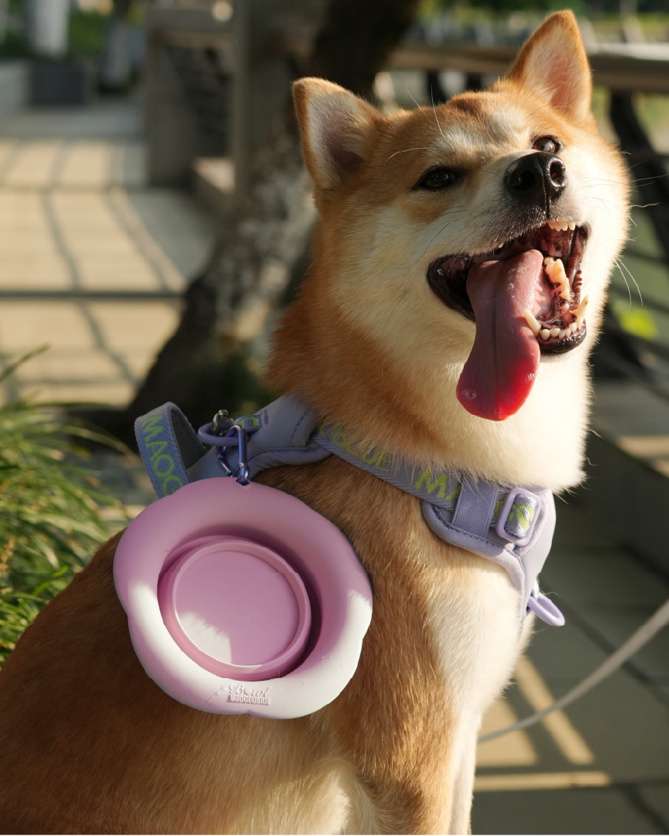 Marshmallow Collapsible Pet Bowl