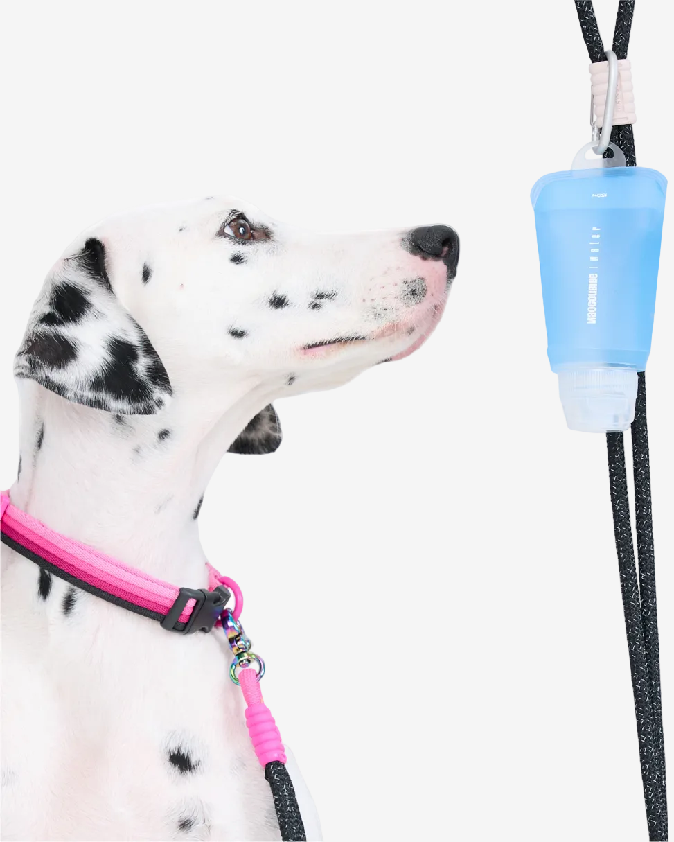 Dalmatian dog wearing a pink harness with a blue water bottle attached on a white background