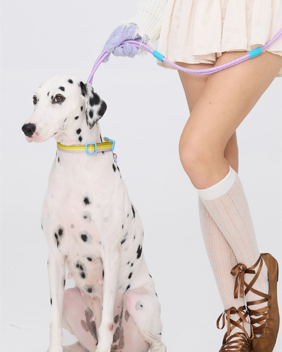 Pet model walking Dalmatian wearing Marshmallow Dog Collar – lifestyle shot