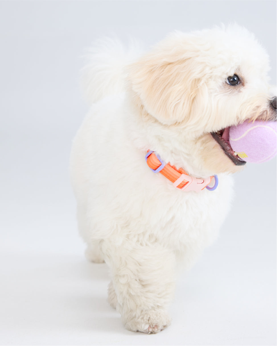 Maltese dog wearing Marshmallow Dog Collar in sunset orange – lightweight comfy pet collar by MAYA