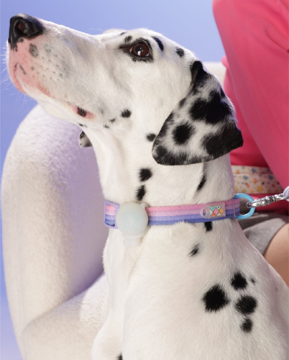 Dalmatian resting indoors wearing Marshmallow Dog Collar – cozy home vibe by MAYA