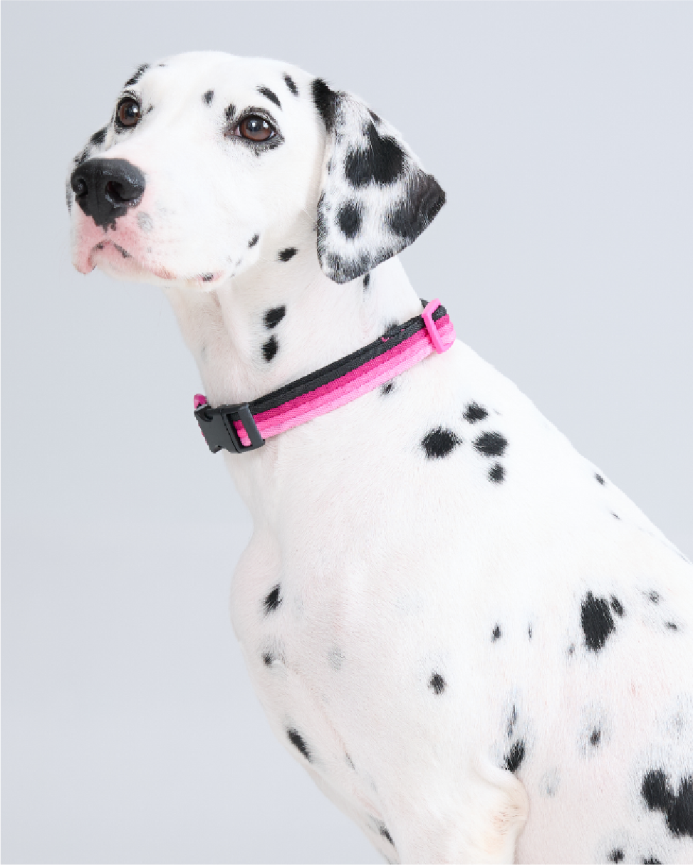 Dalmatian dog wearing Marshmallow Dog Collar in mint green – soft stylish collar by MAYA