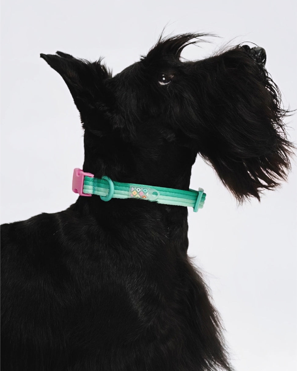 Black dog wearing Marshmallow Dog Collar in mint green – soft stylish adjustable collar by MAYA