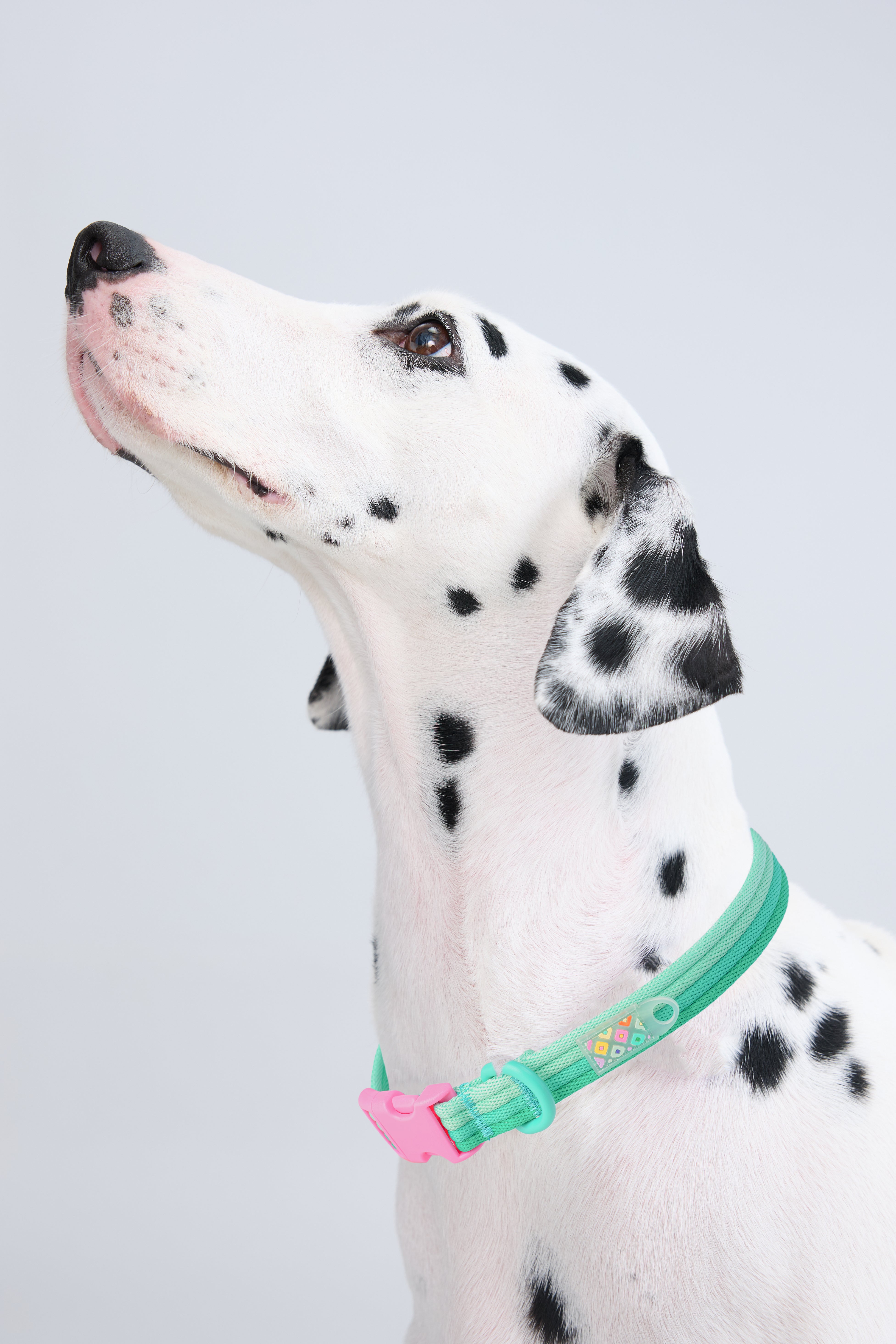 Dalmatian dog wearing Marshmallow Dog Collar in mint green – stylish collar by MAYA