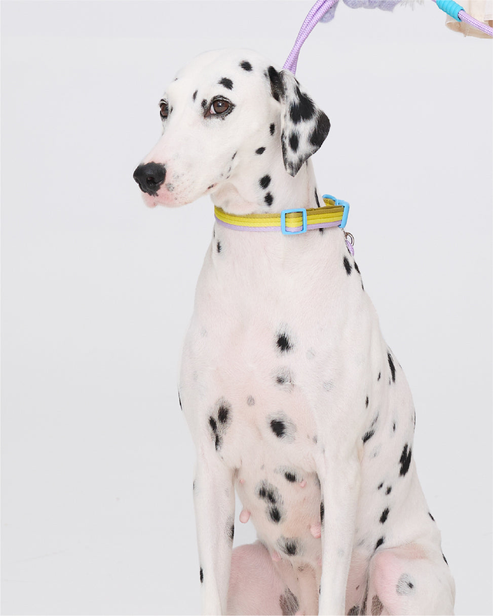 Dalmatian wearing Marshmallow Dog Collar and matching leash – playful walk set by MAYA