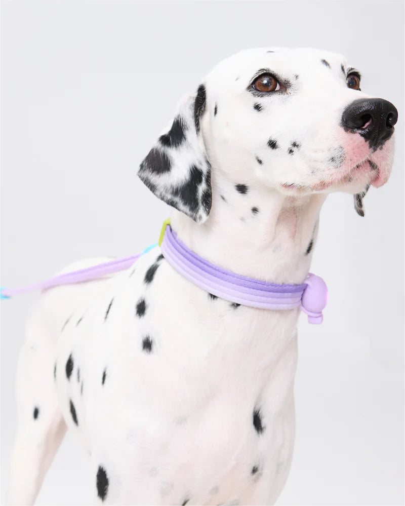 Marshmallow Dog Collar
