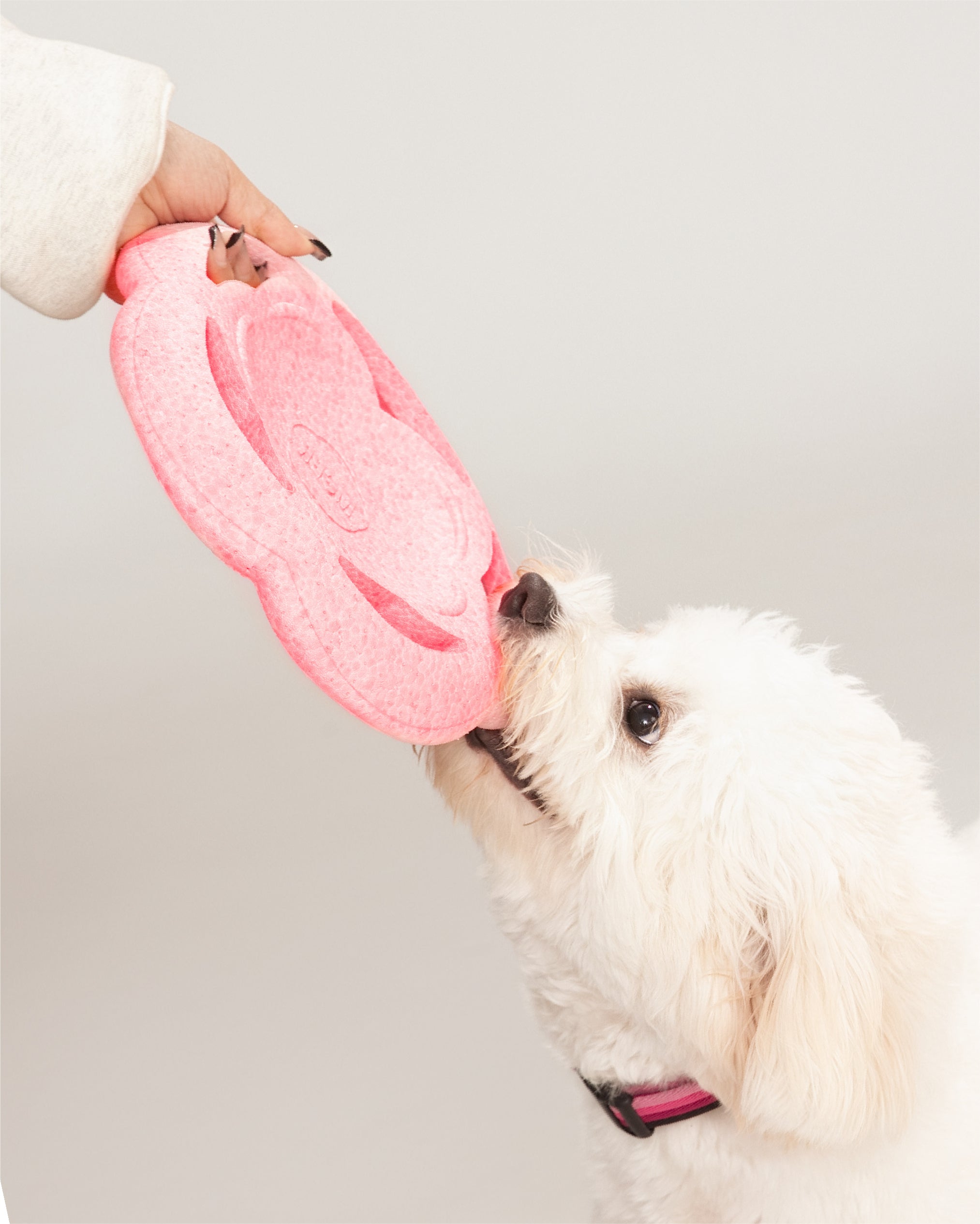 White dog playing with a pink dog toy held by a person against a plain background