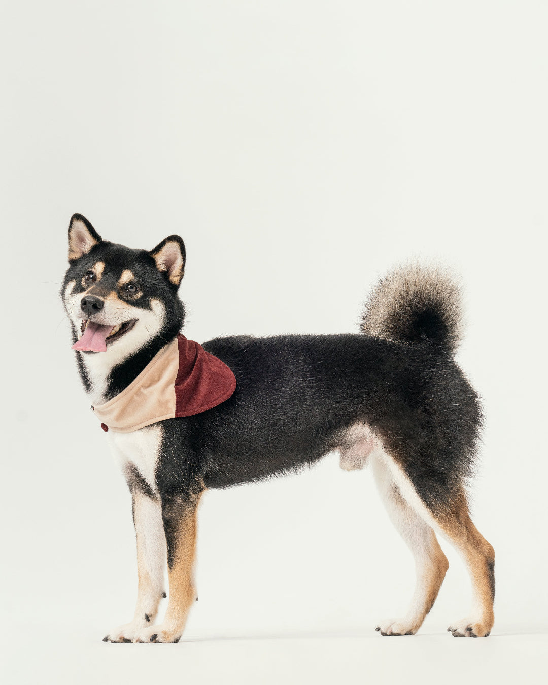 Dog wearing a red bandana collar on a white background
