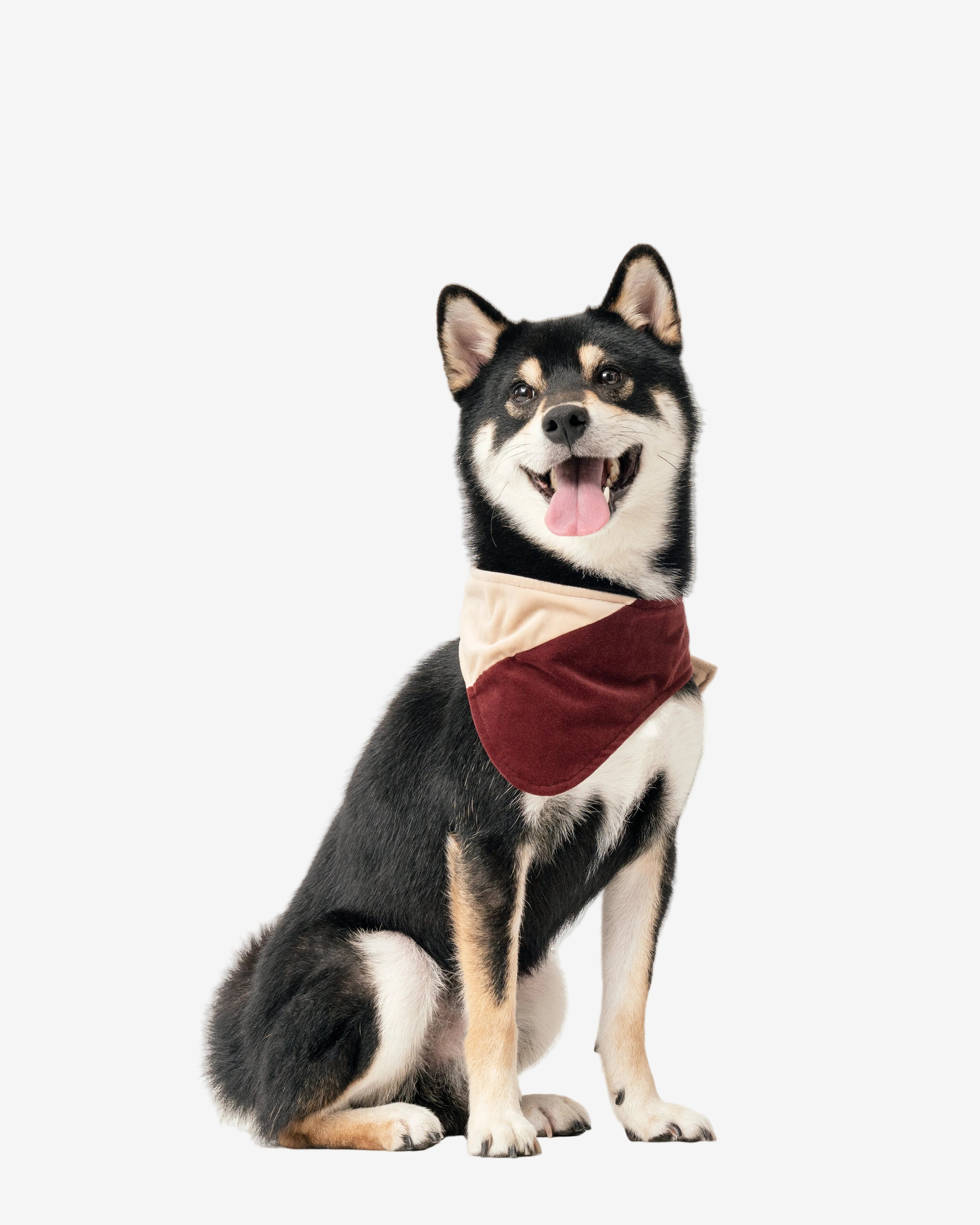 Dog wearing a red bandana sitting on a white background