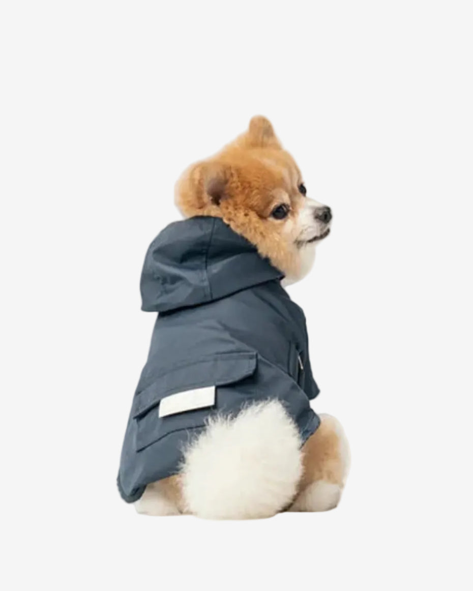 Small dog wearing a blue raincoat on a white background