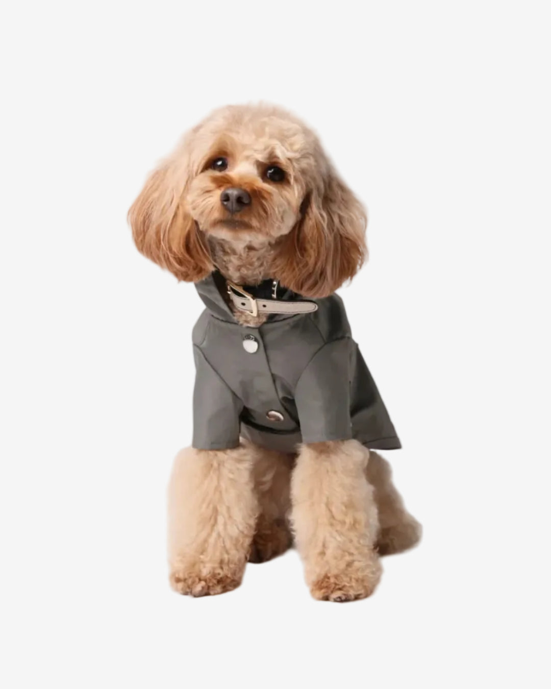 Small dog wearing a gray raincoat on a light gray background