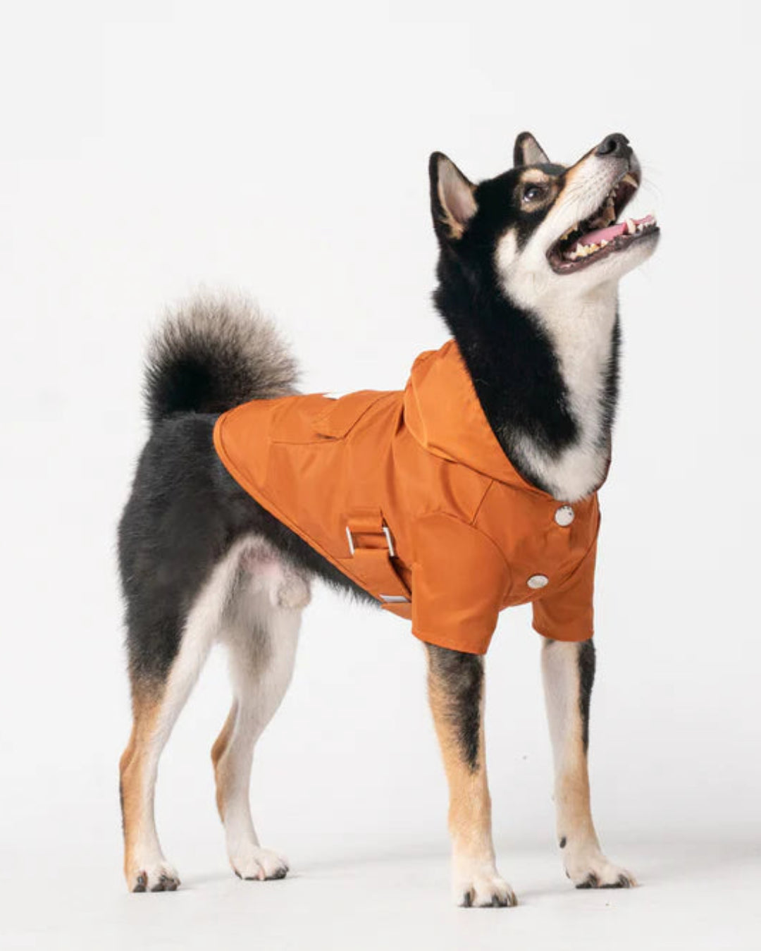 Dog wearing an orange raincoat on a white background