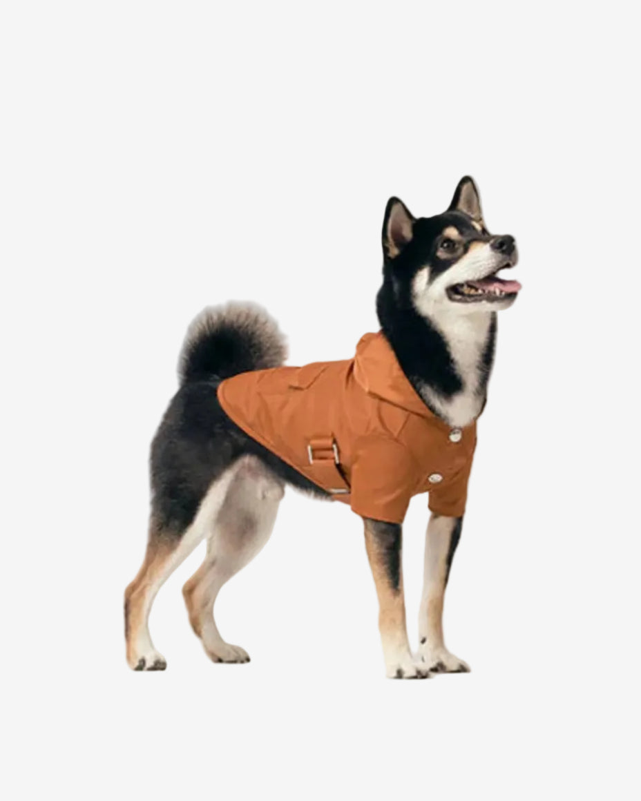 Dog wearing a brown coat on a white background