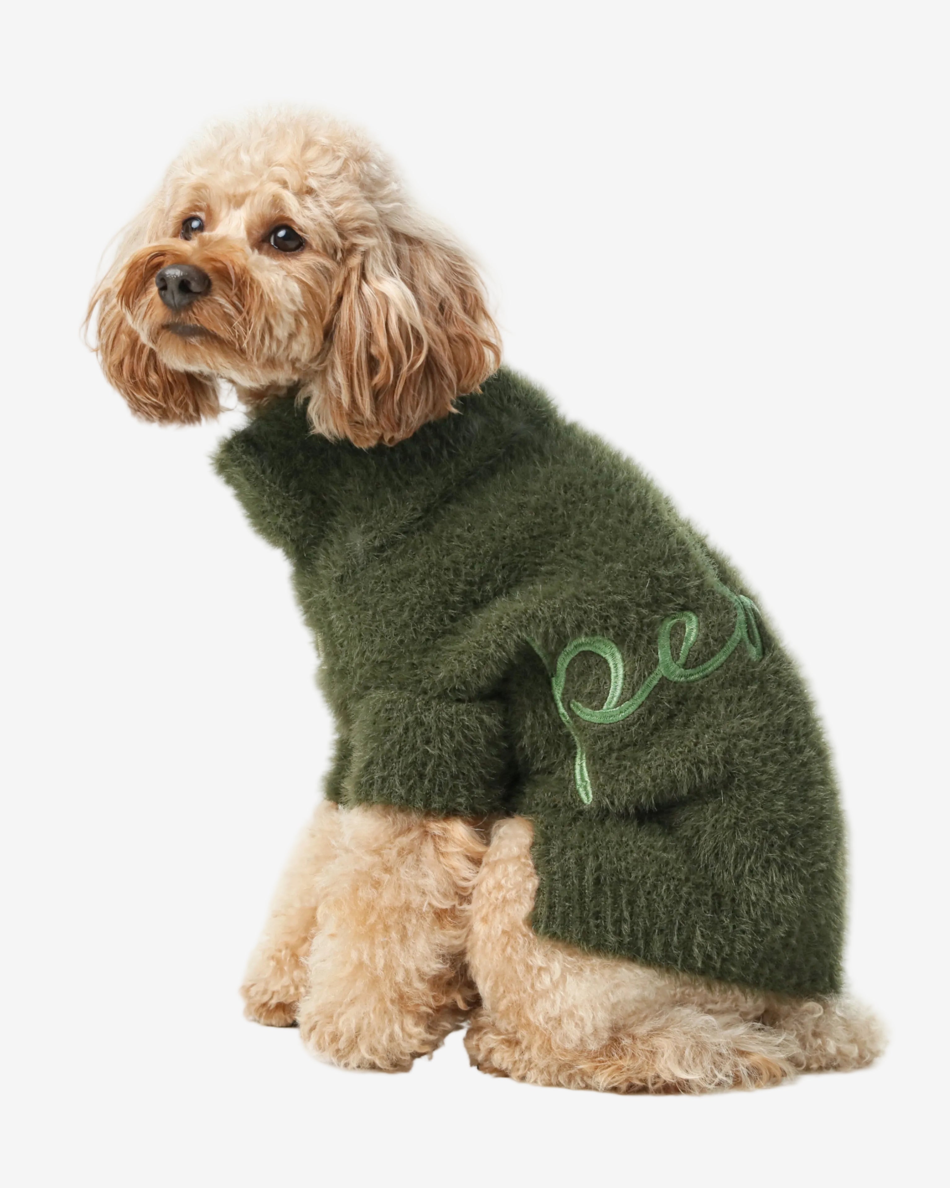 Dog wearing a green sweater on a white background