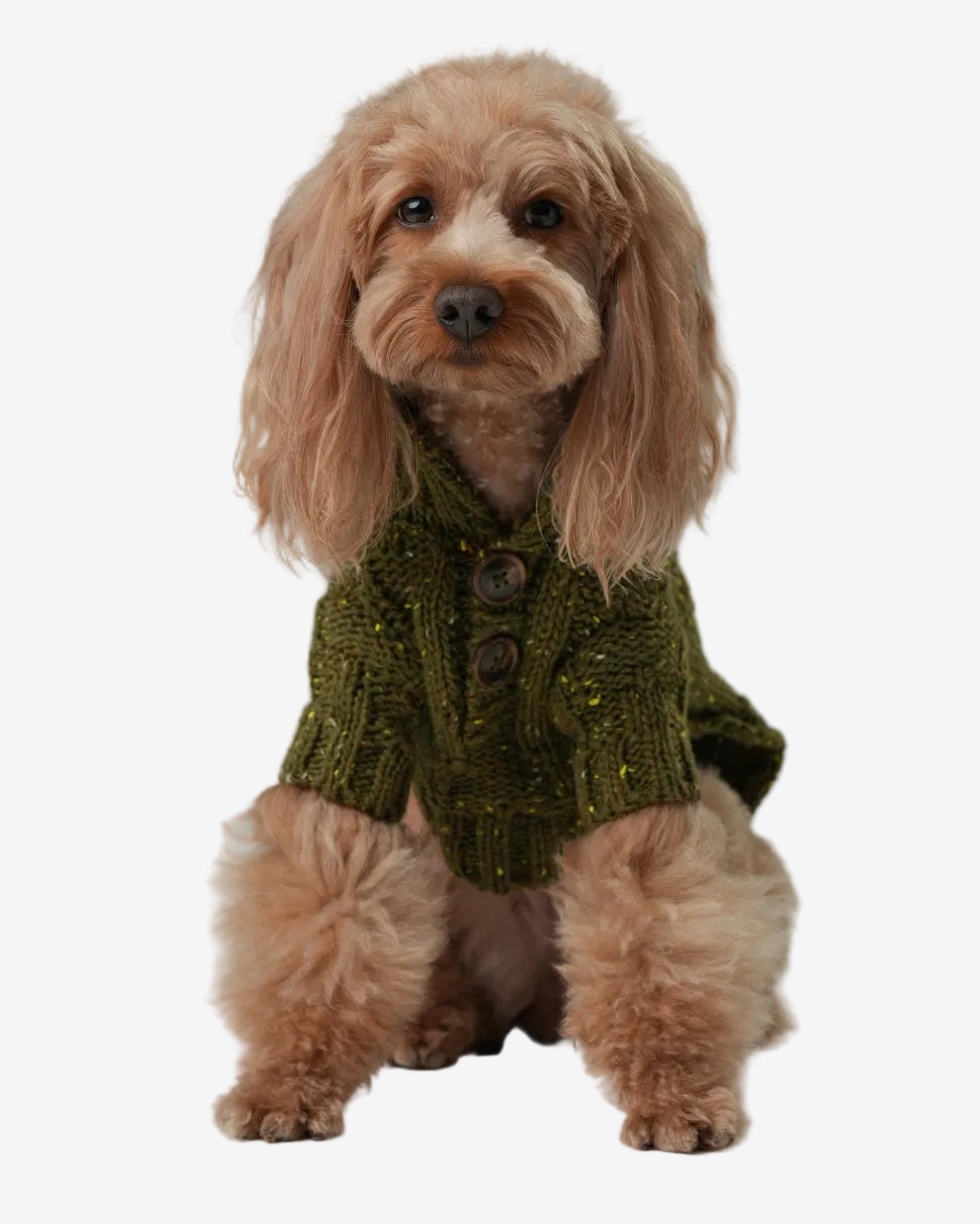 Small dog wearing a green knitted sweater on a plain background