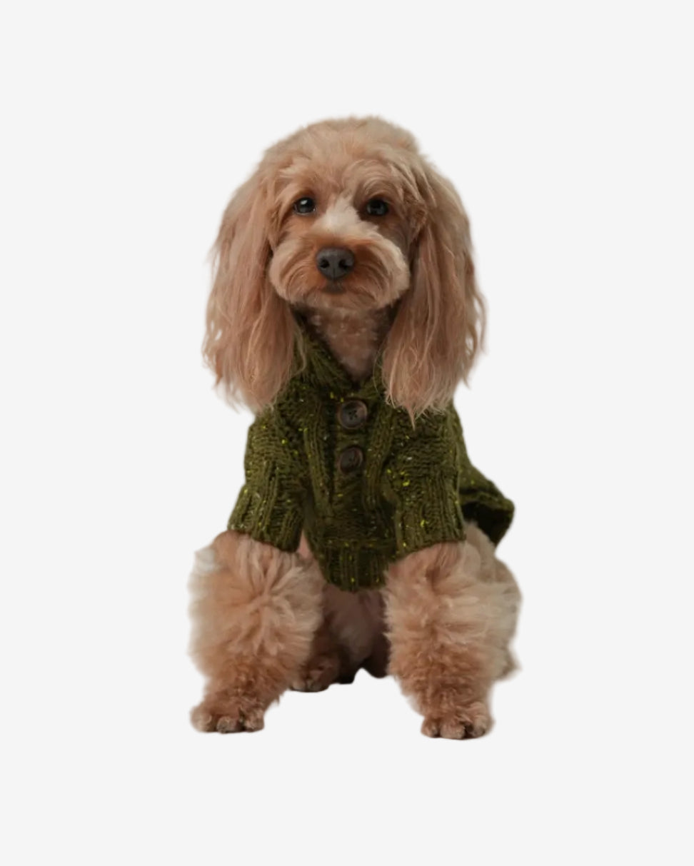 Small dog wearing a green knitted sweater on a plain background