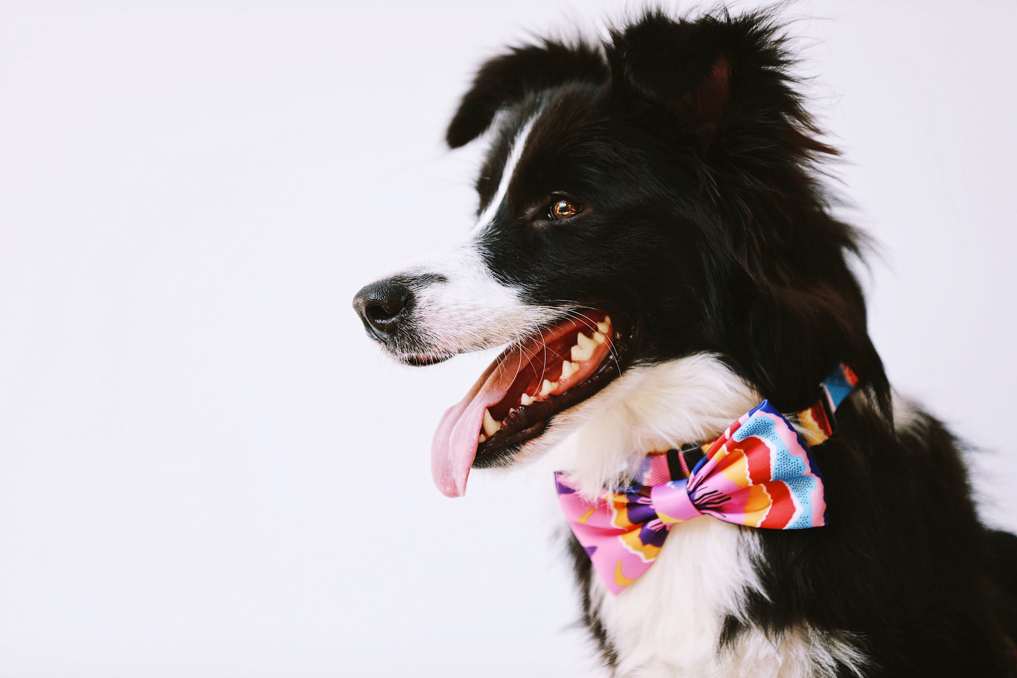 Pet Bow Tie