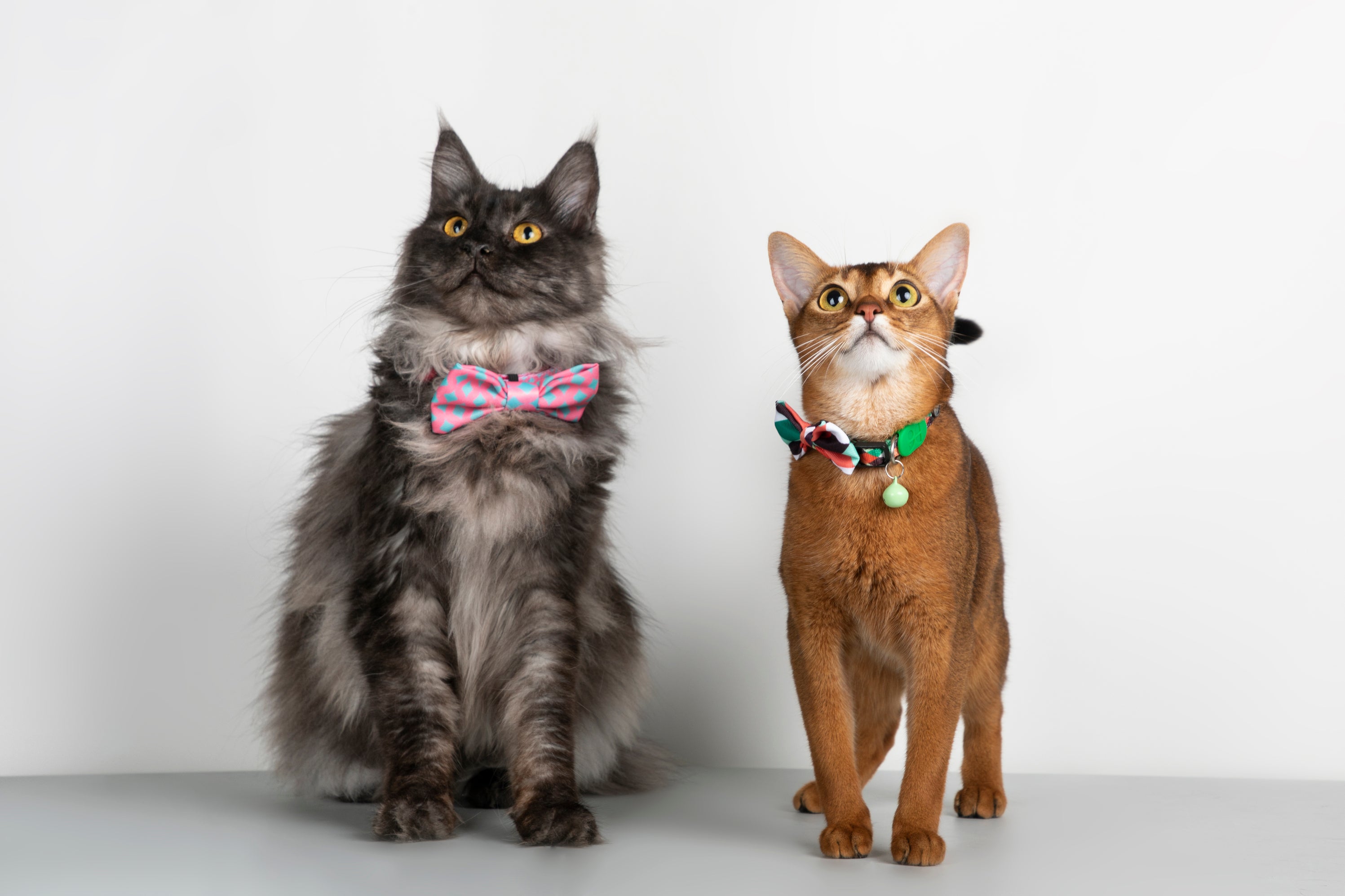 Pet Bow Tie