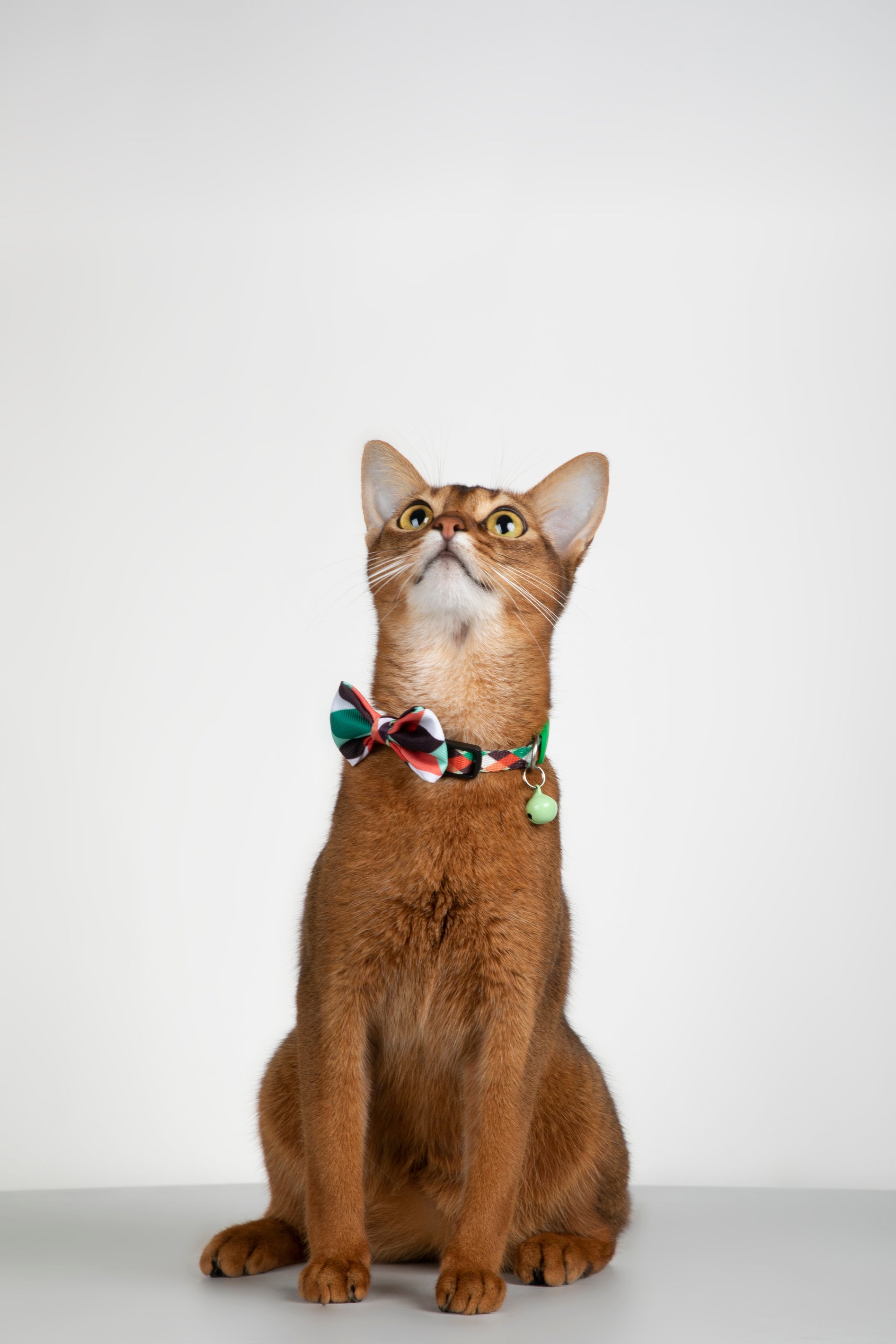 Pet Bow Tie