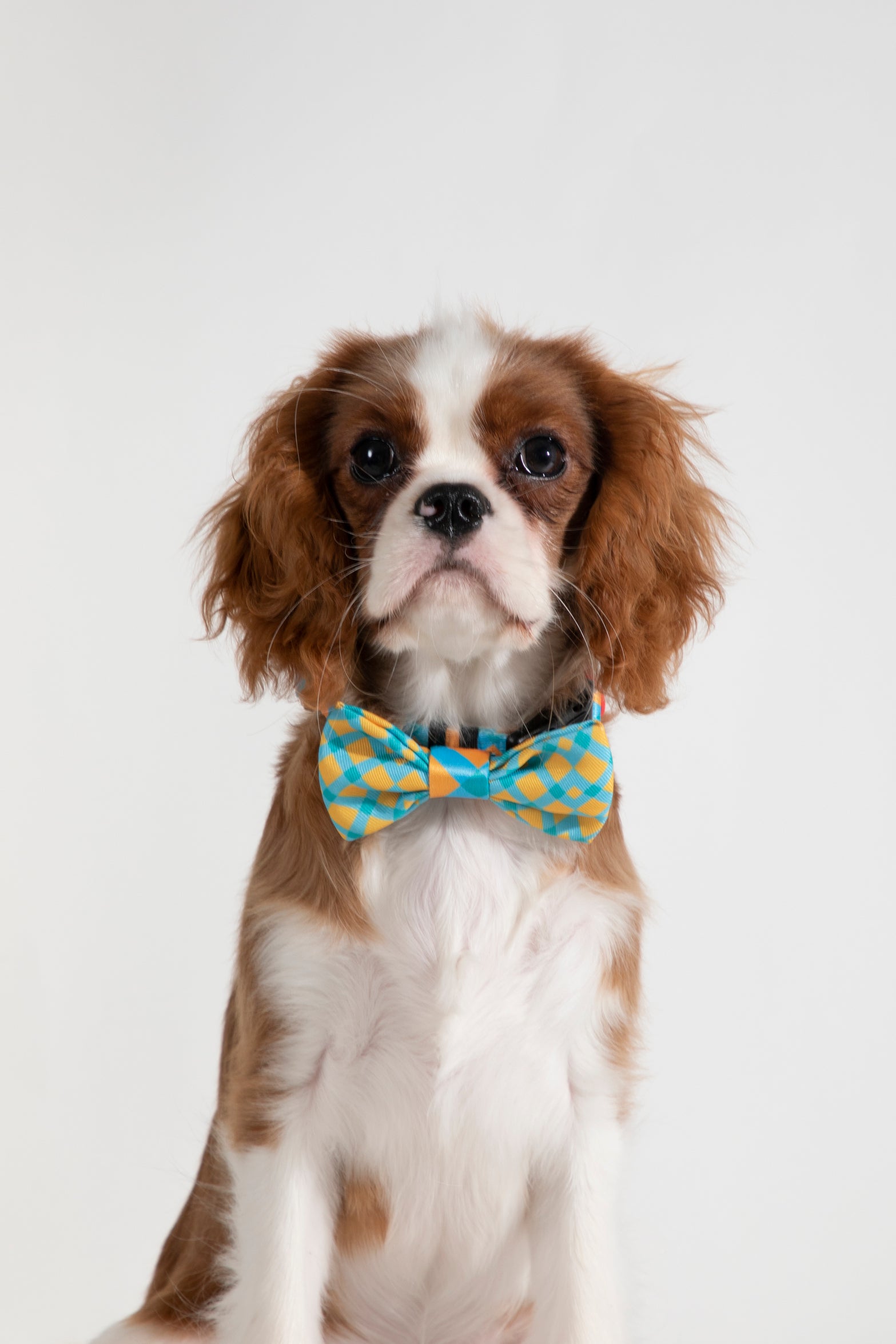 Pet Bow Tie