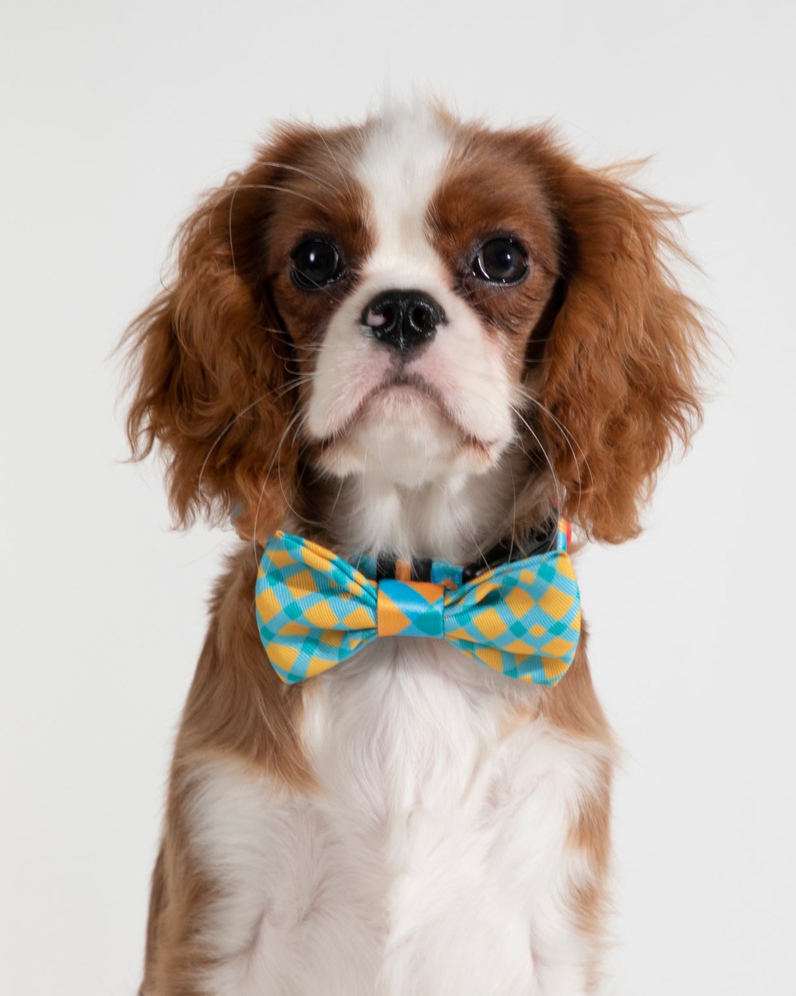 Pet Bow Tie
