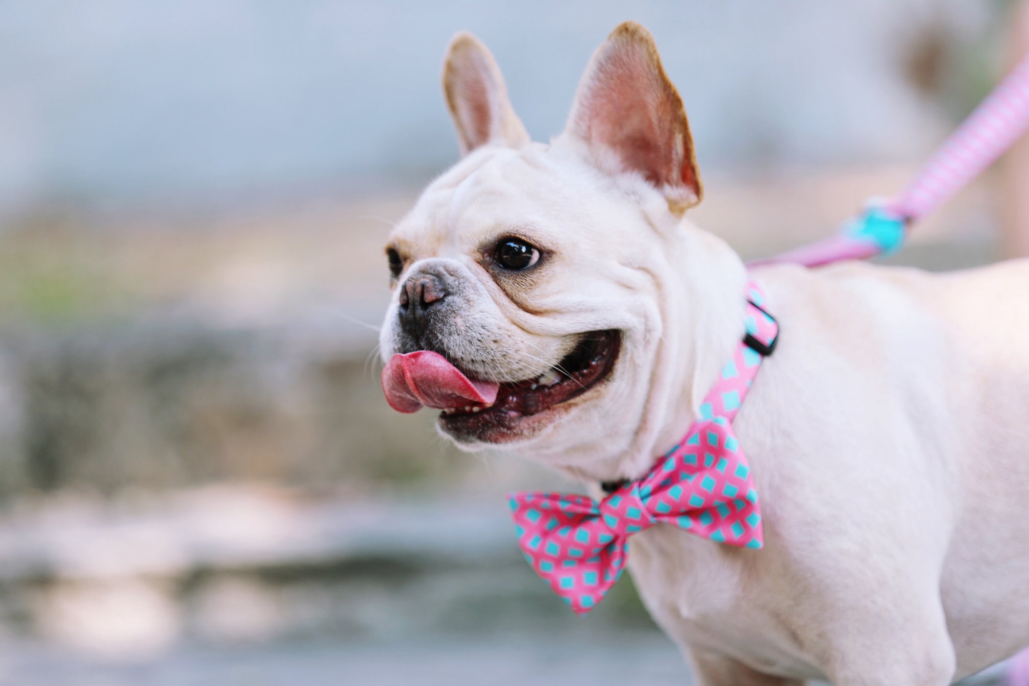 Pet Bow Tie
