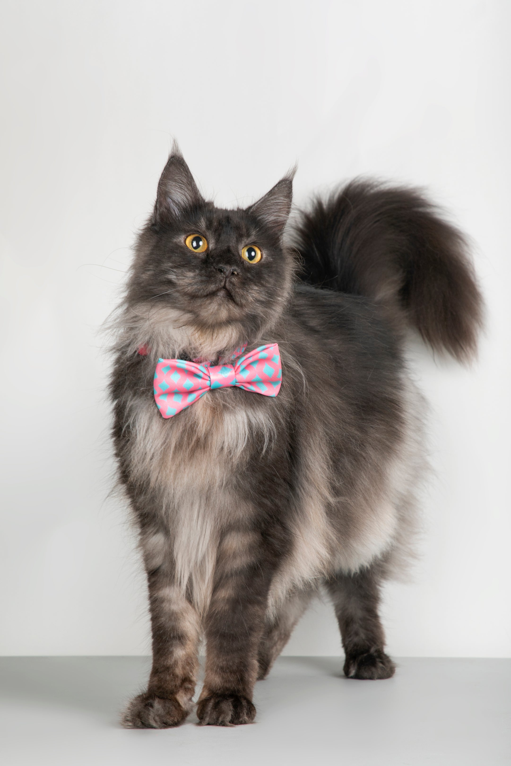 Pet Bow Tie