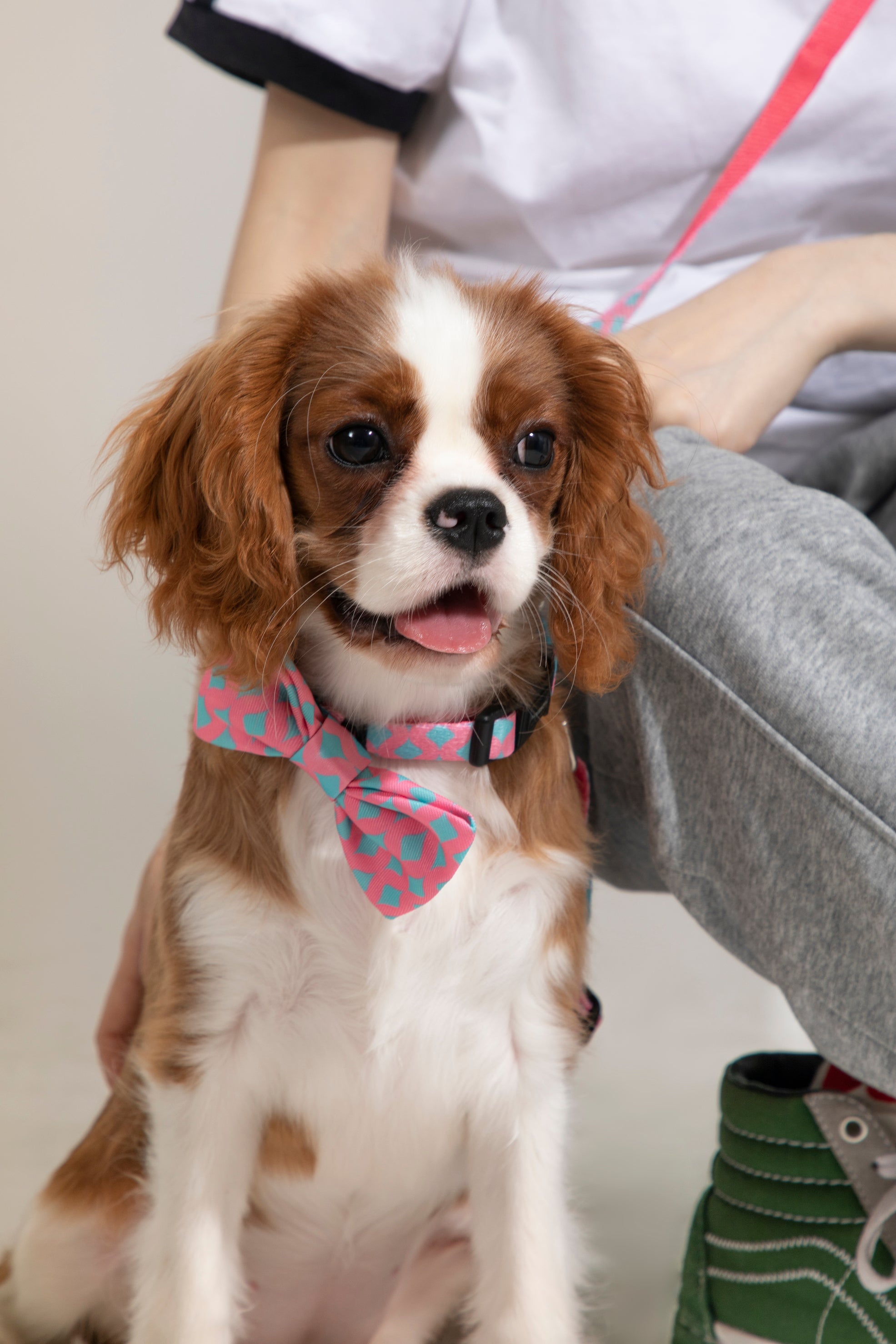 Pet Bow Tie
