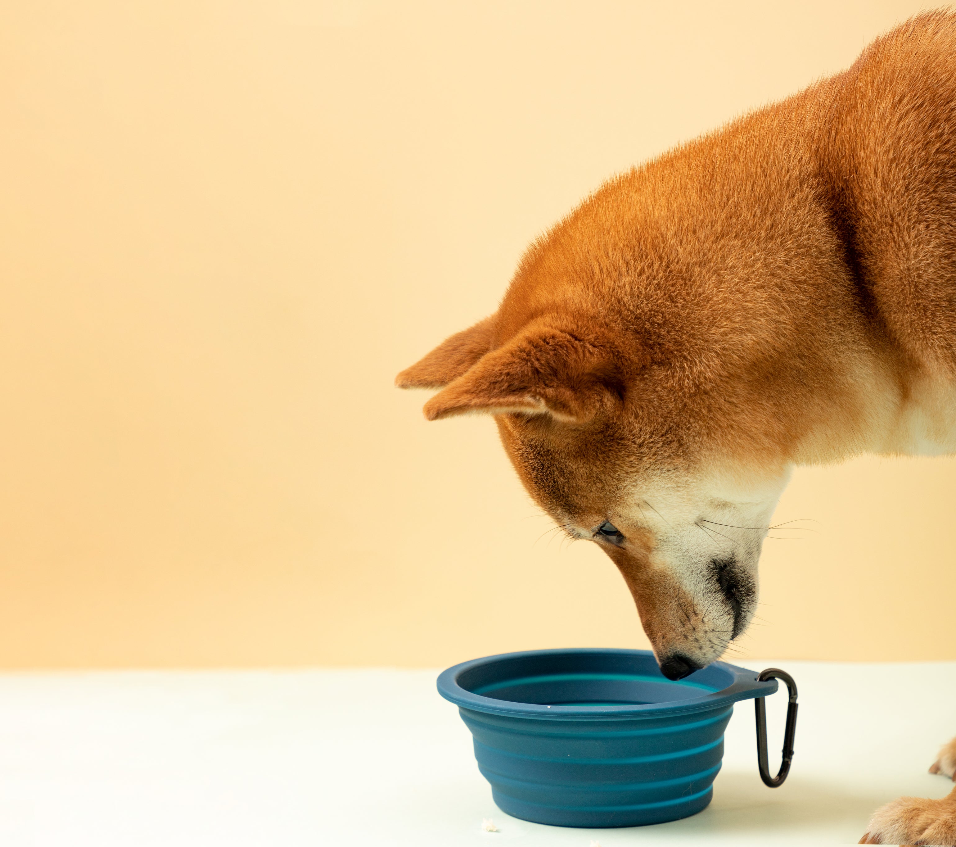 Silicone Collapsible Travel Bowl for Pets