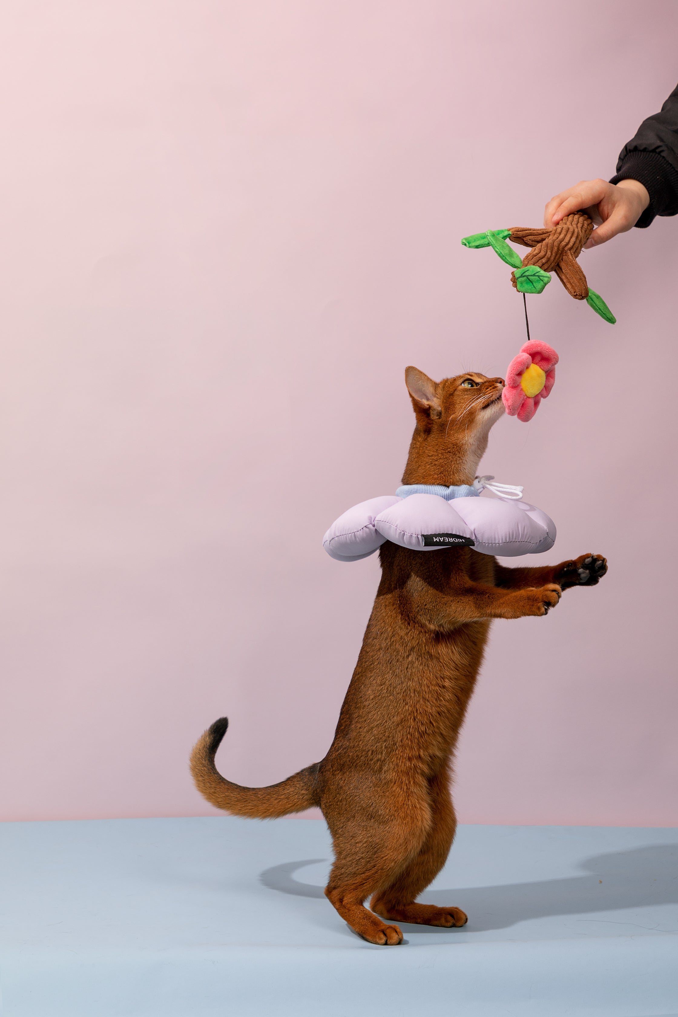 Floral Pet Recovery Collar