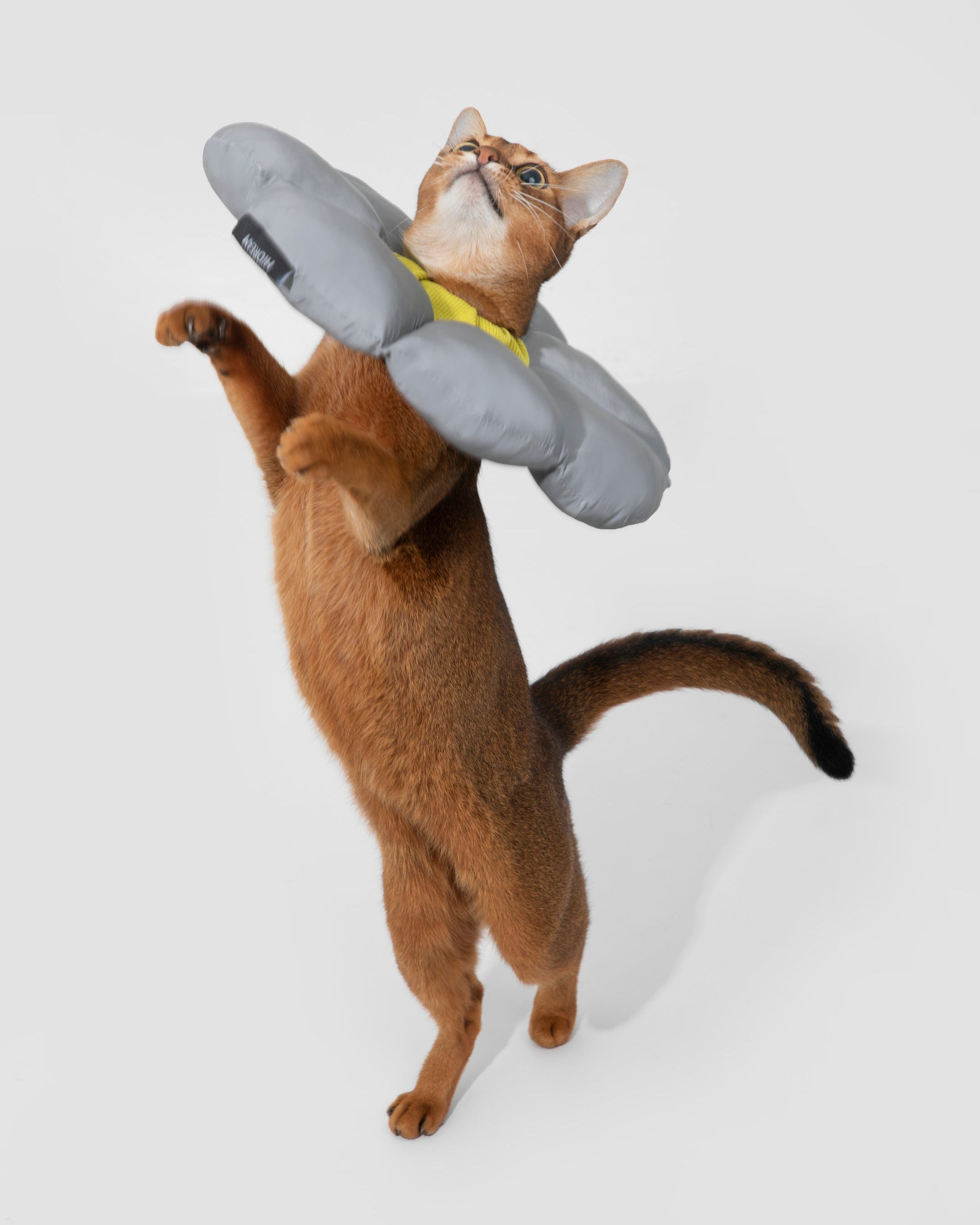 Floral Pet Recovery Collar - Silver Grey