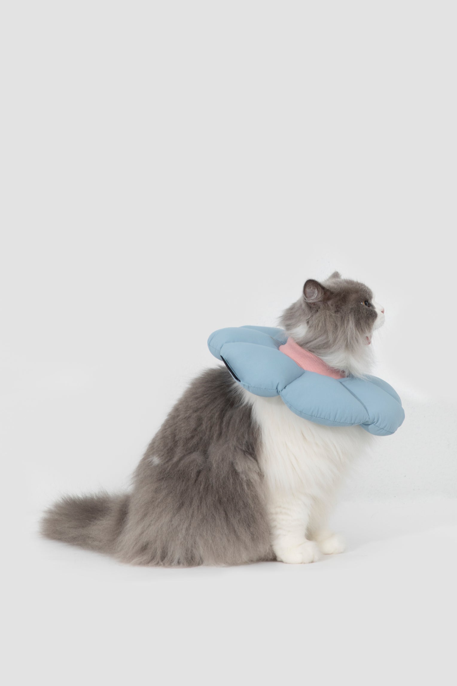 Floral Pet Recovery Collar