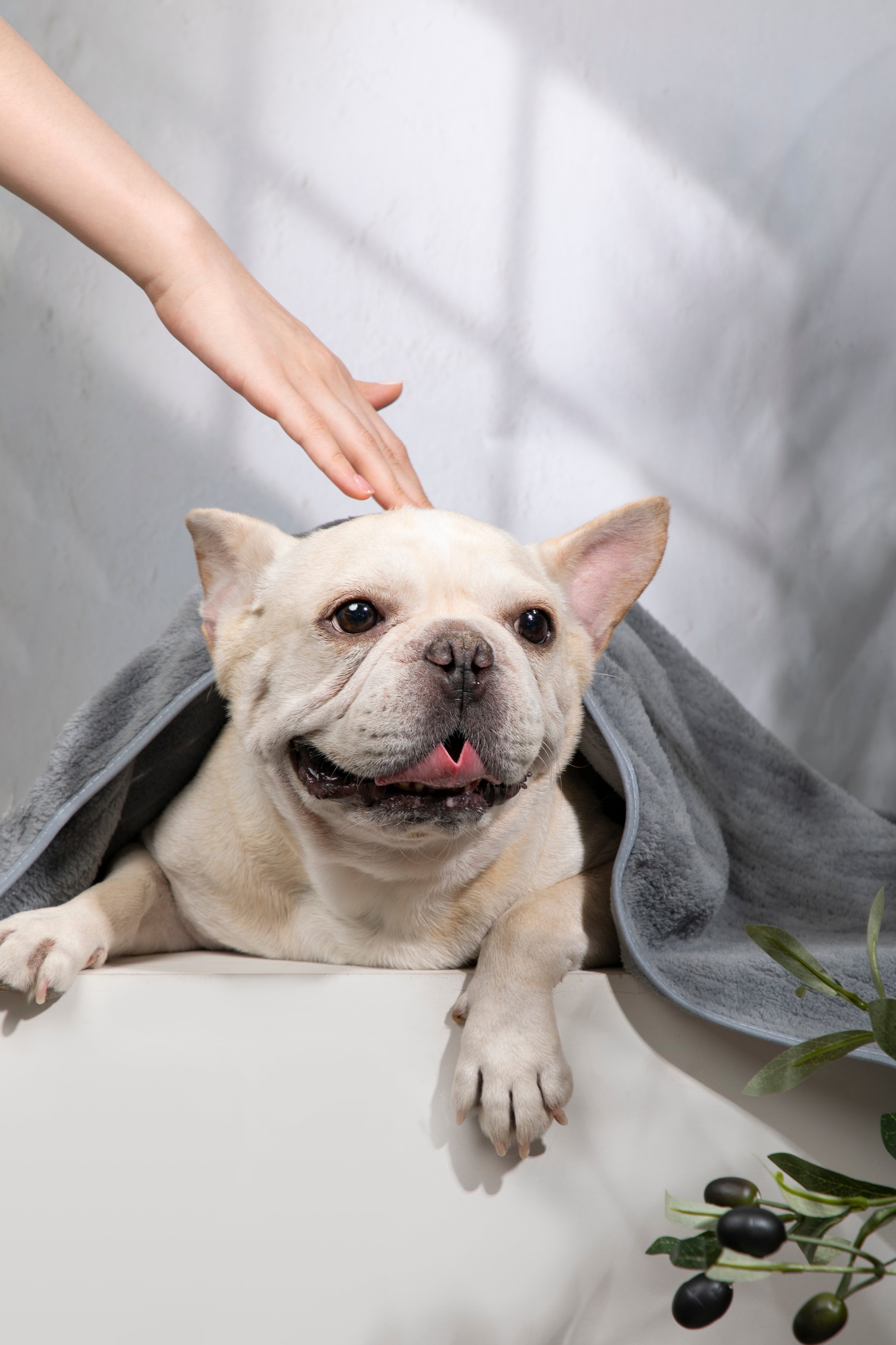Ultra-Soft Quick-Dry Pet Towel