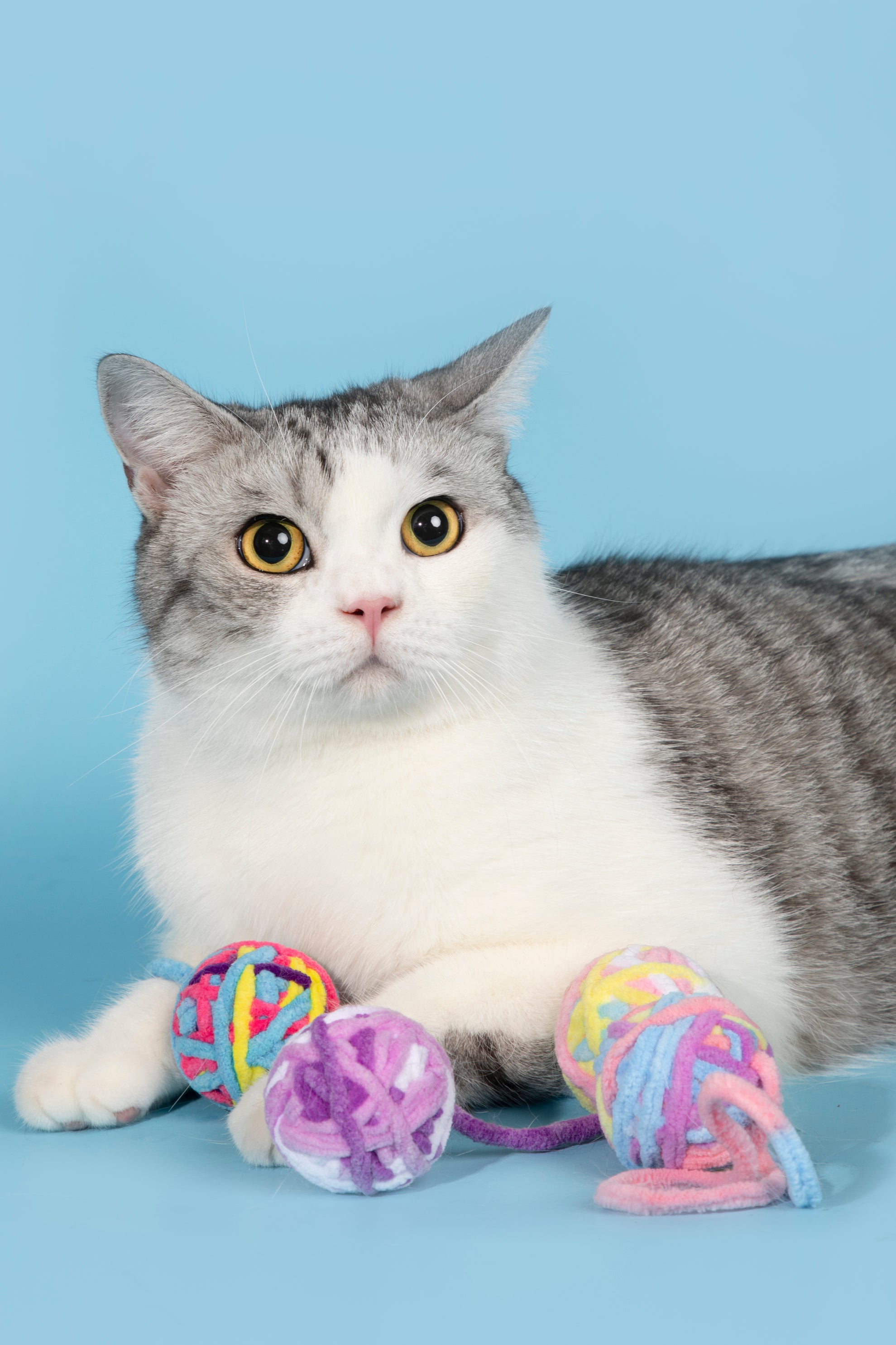 Fluffy Yarn Ball Toy for Cats