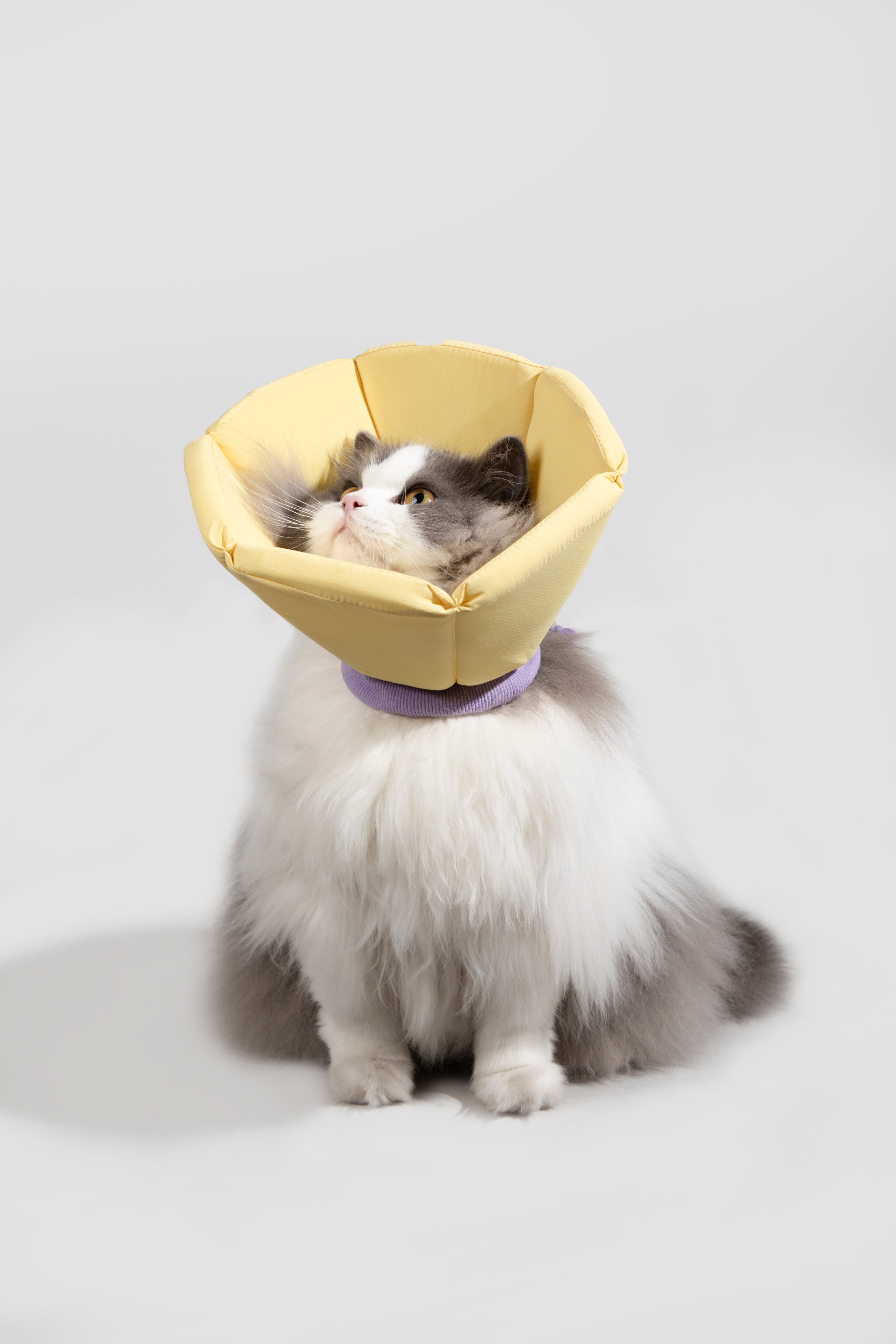 Sponge Cone Recovery Pet Collar - Custard Yellow