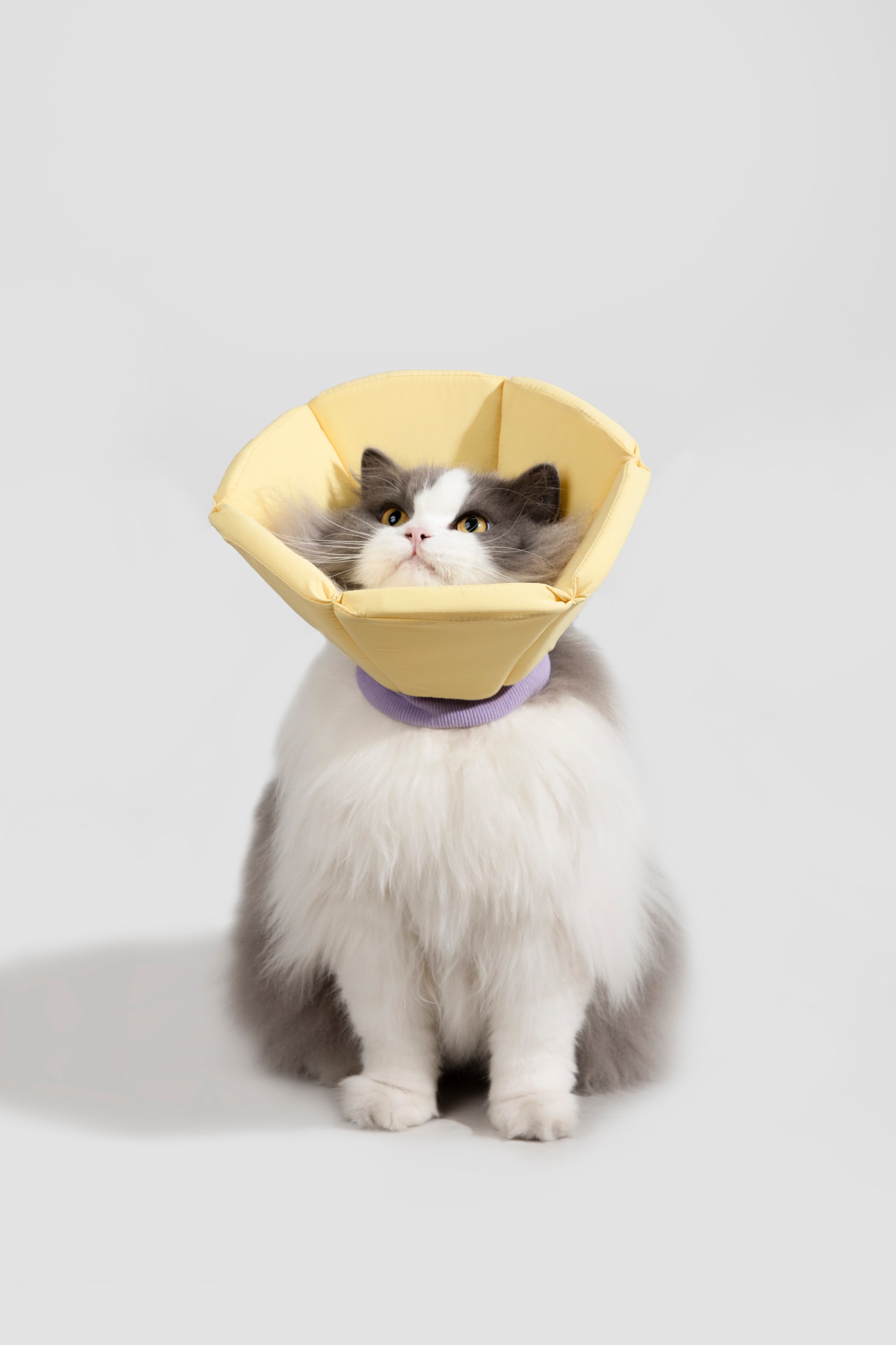 Sponge Cone Recovery Pet Collar
