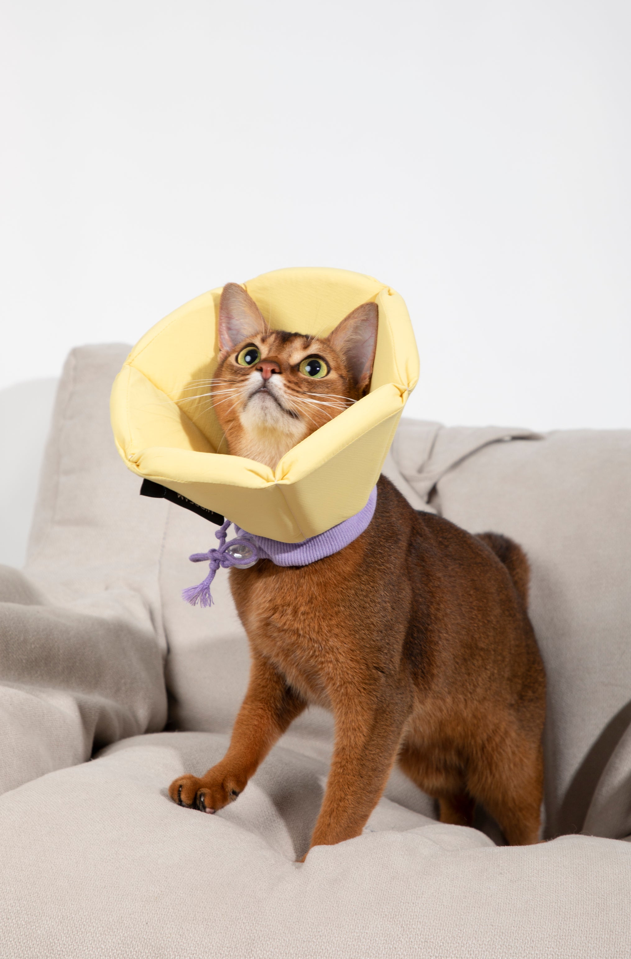 Sponge Cone Recovery Pet Collar
