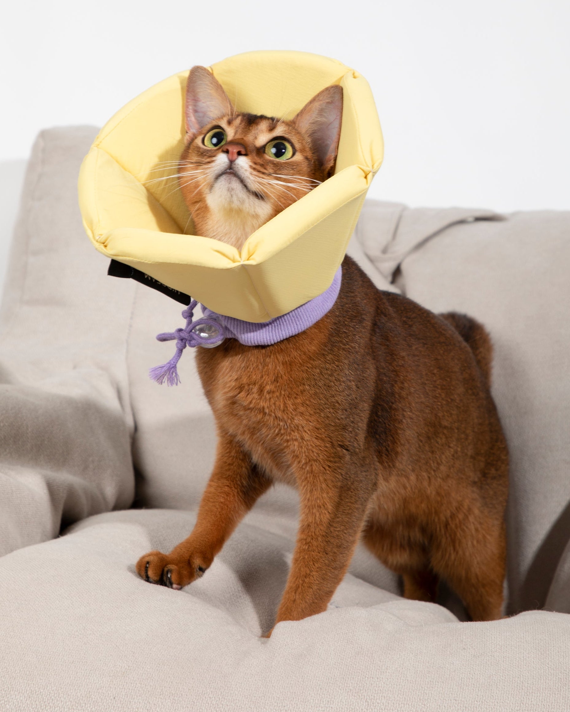 Sponge Cone Recovery Pet Collar