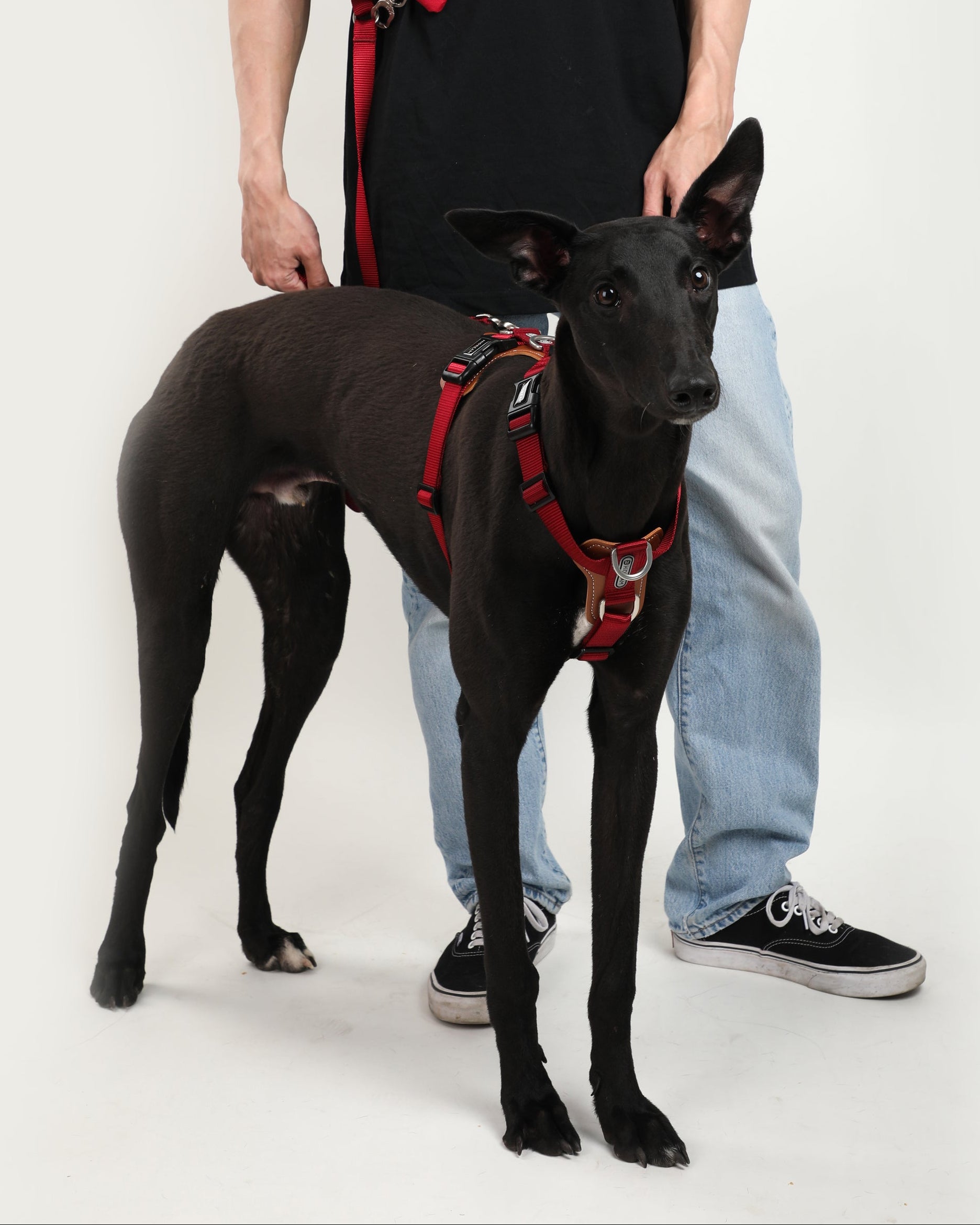 H-Style Dog Harness Vest - Dark Red