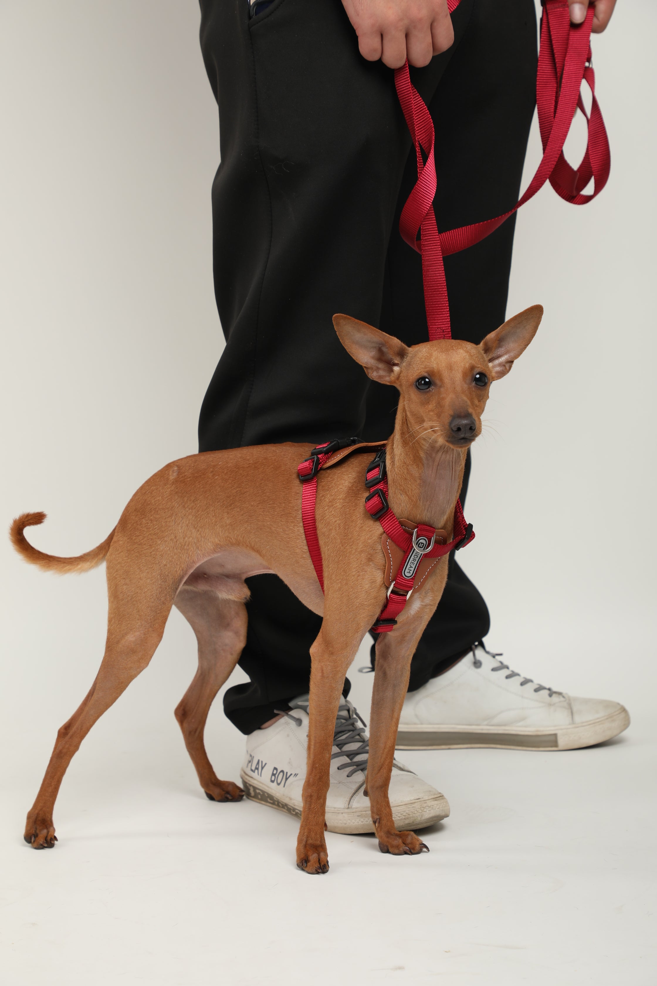 H-Style Dog Harness Vest