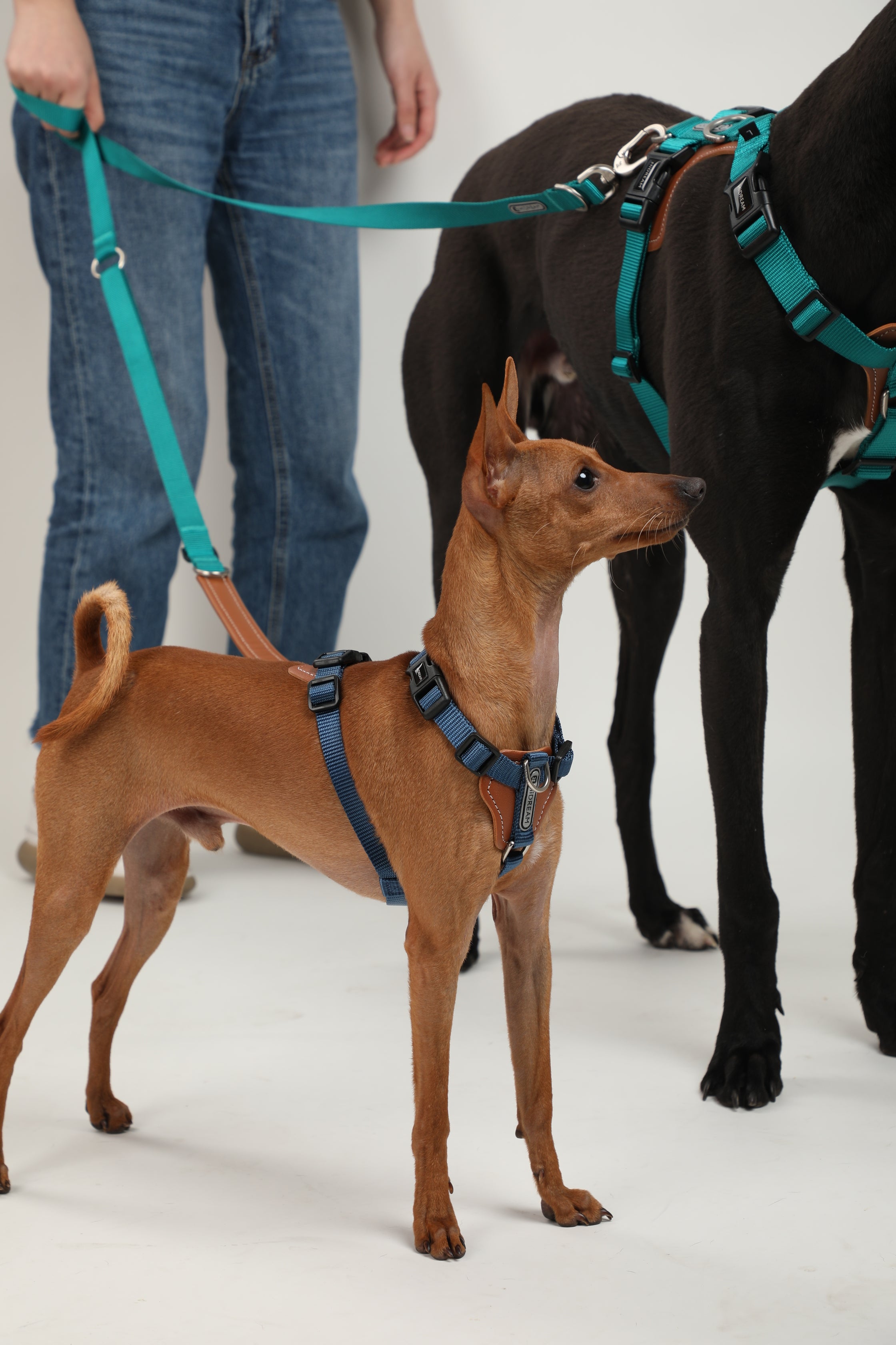 H-Style Dog Harness Vest