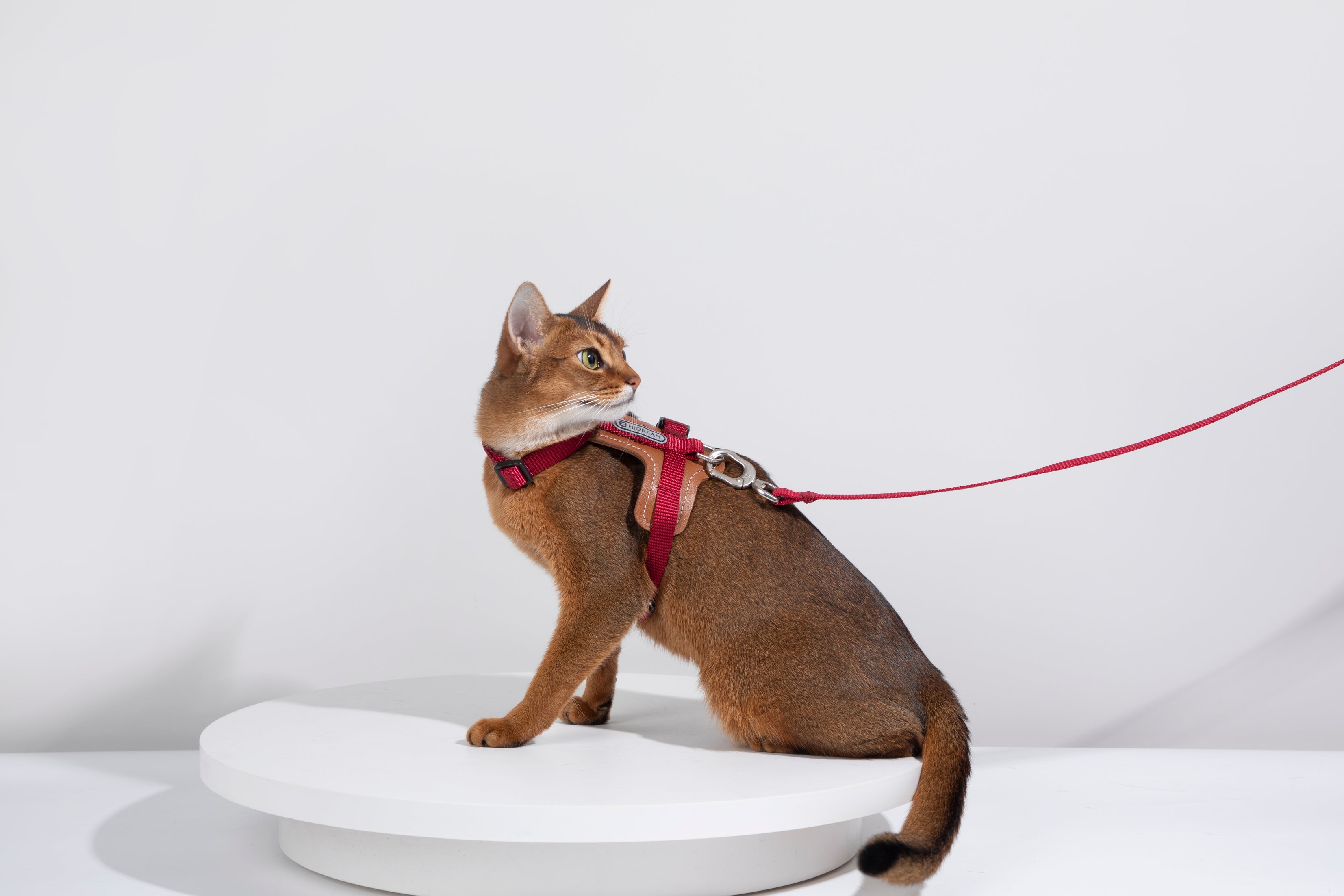 Premium Leather Cat Harness and Leash Set