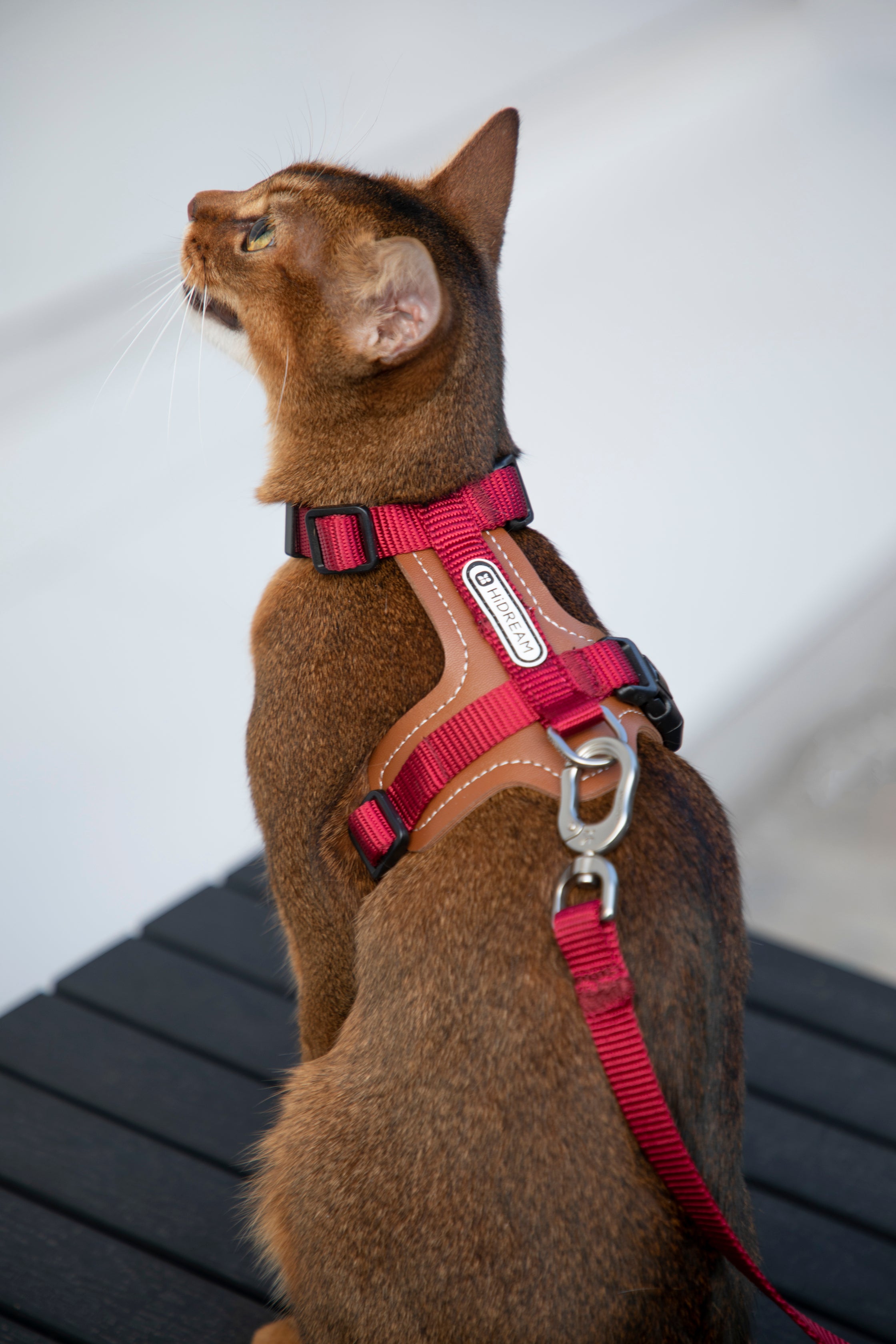 Premium Leather Cat Harness and Leash Set